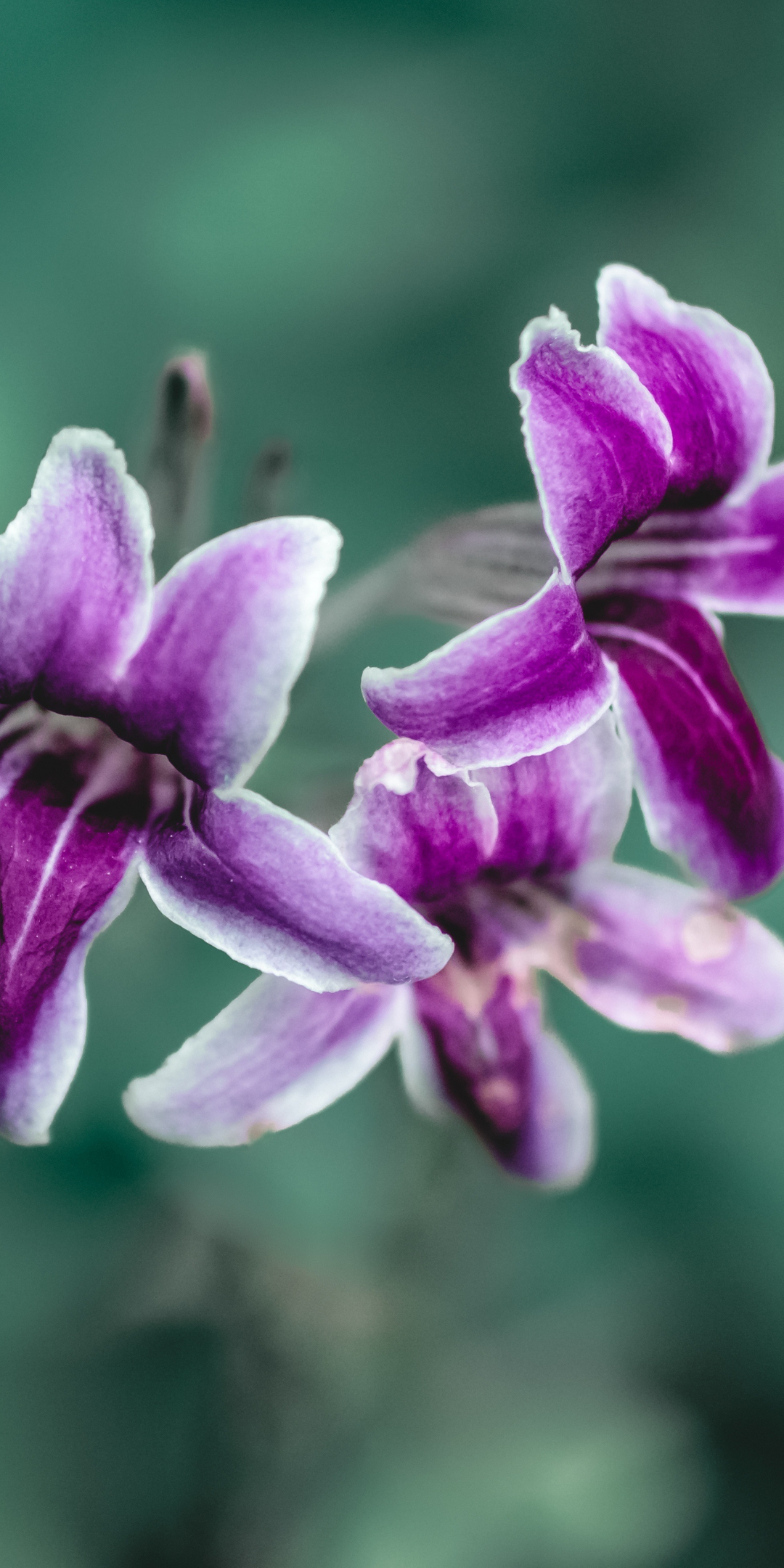 Purple flowers, close up, bloom, spring, 1080x2160 wallpaper