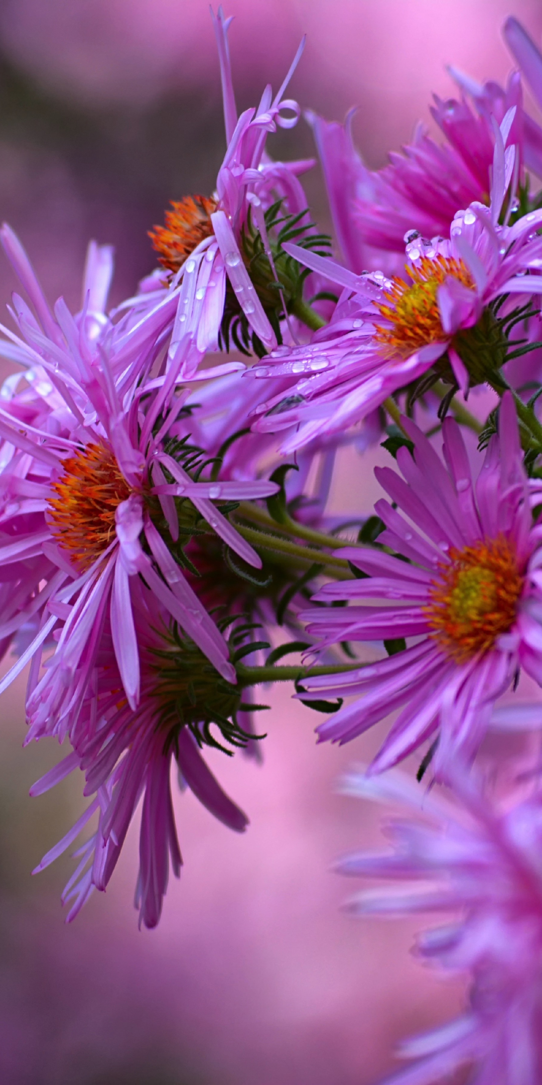 Flowers, pink flowers, blossom, blur, spring, 1080x2160 wallpaper