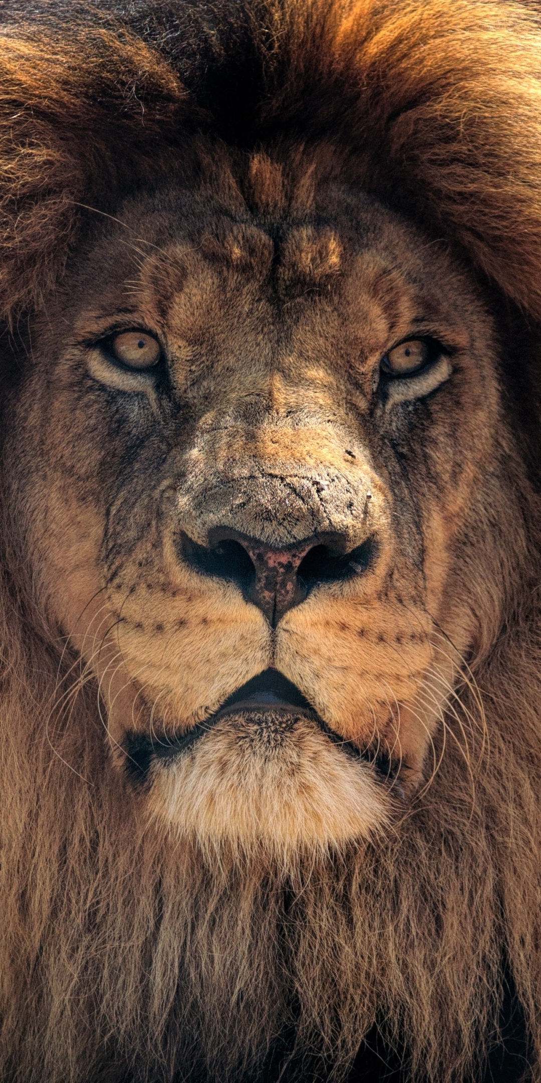 Lion, beast, muzzle, predator, 1080x2160 wallpaper