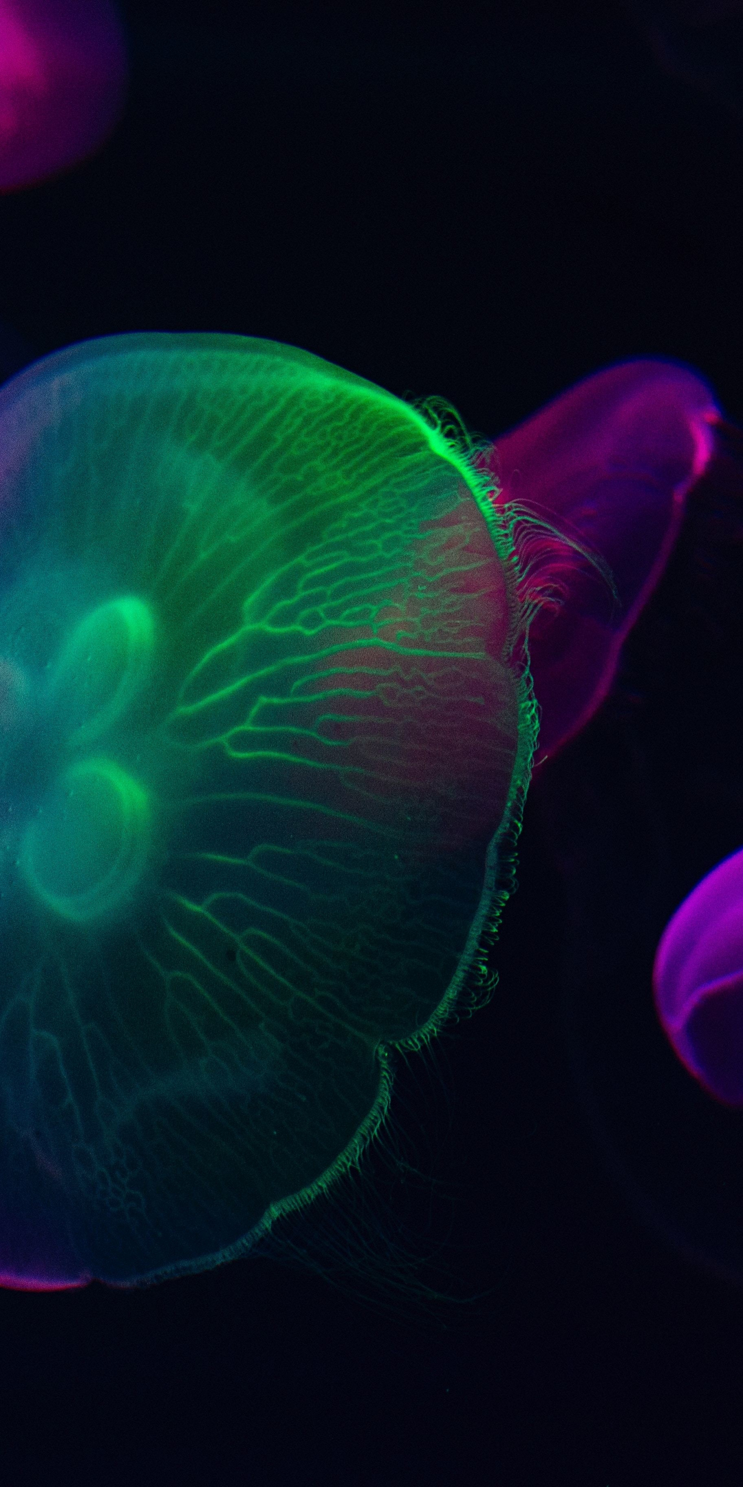 Neon glow, colorful, jellyfish, 1080x2160 wallpaper