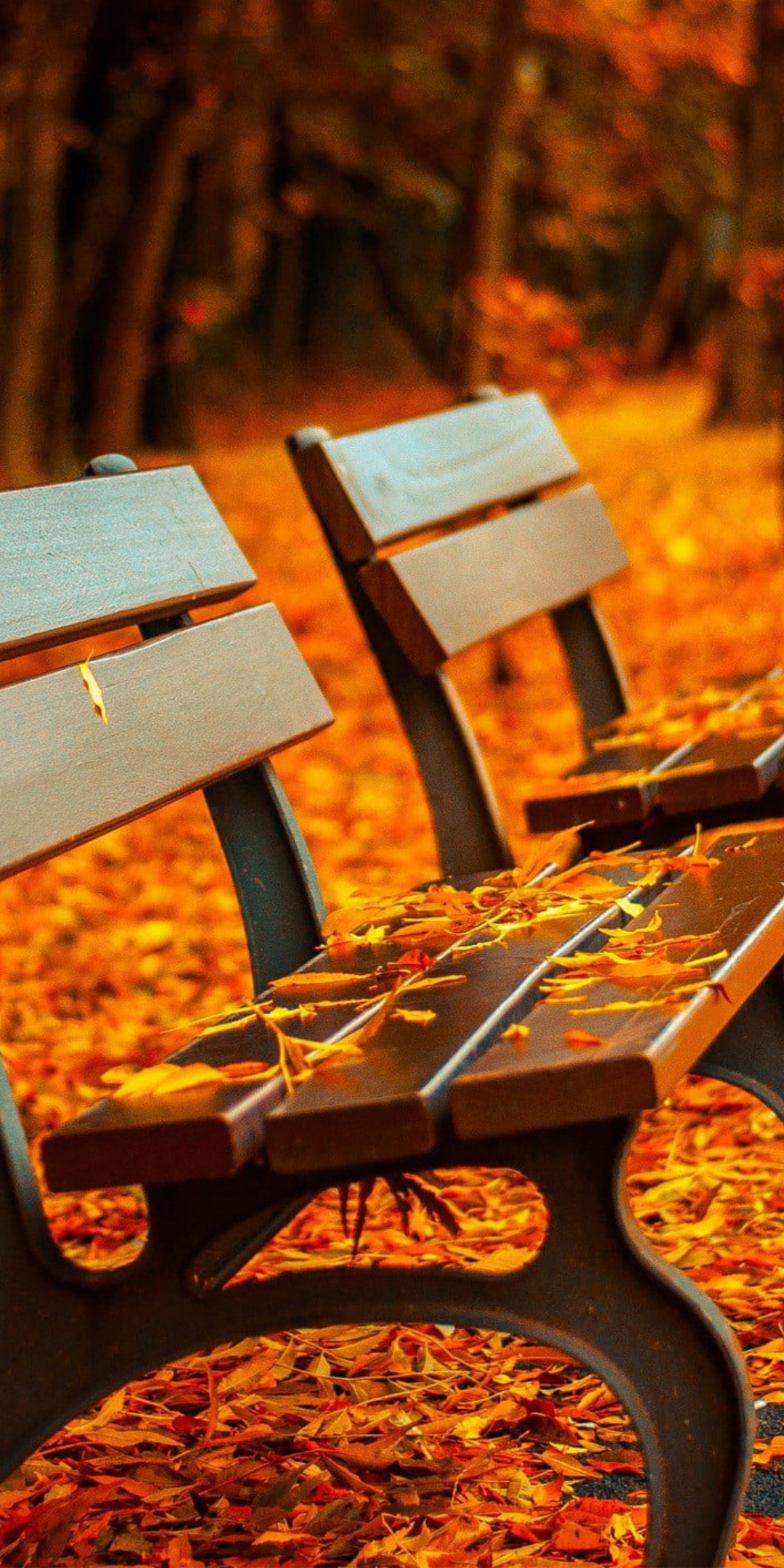 Fall, autumn, leaves on path, benches, garden, 1080x2160 wallpaper