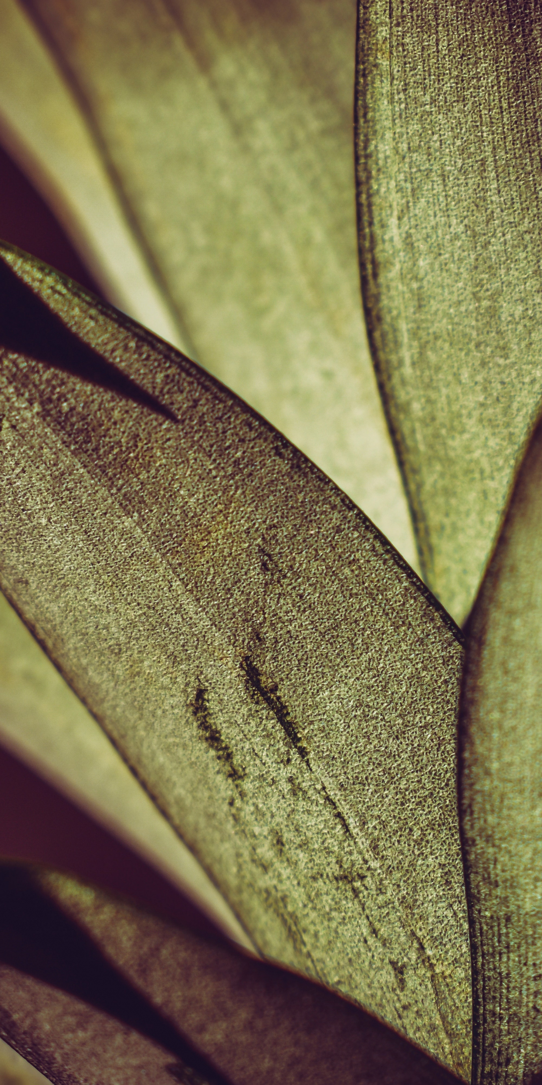 Big bright leaf, house plant, leaf, 1080x2160 wallpaper