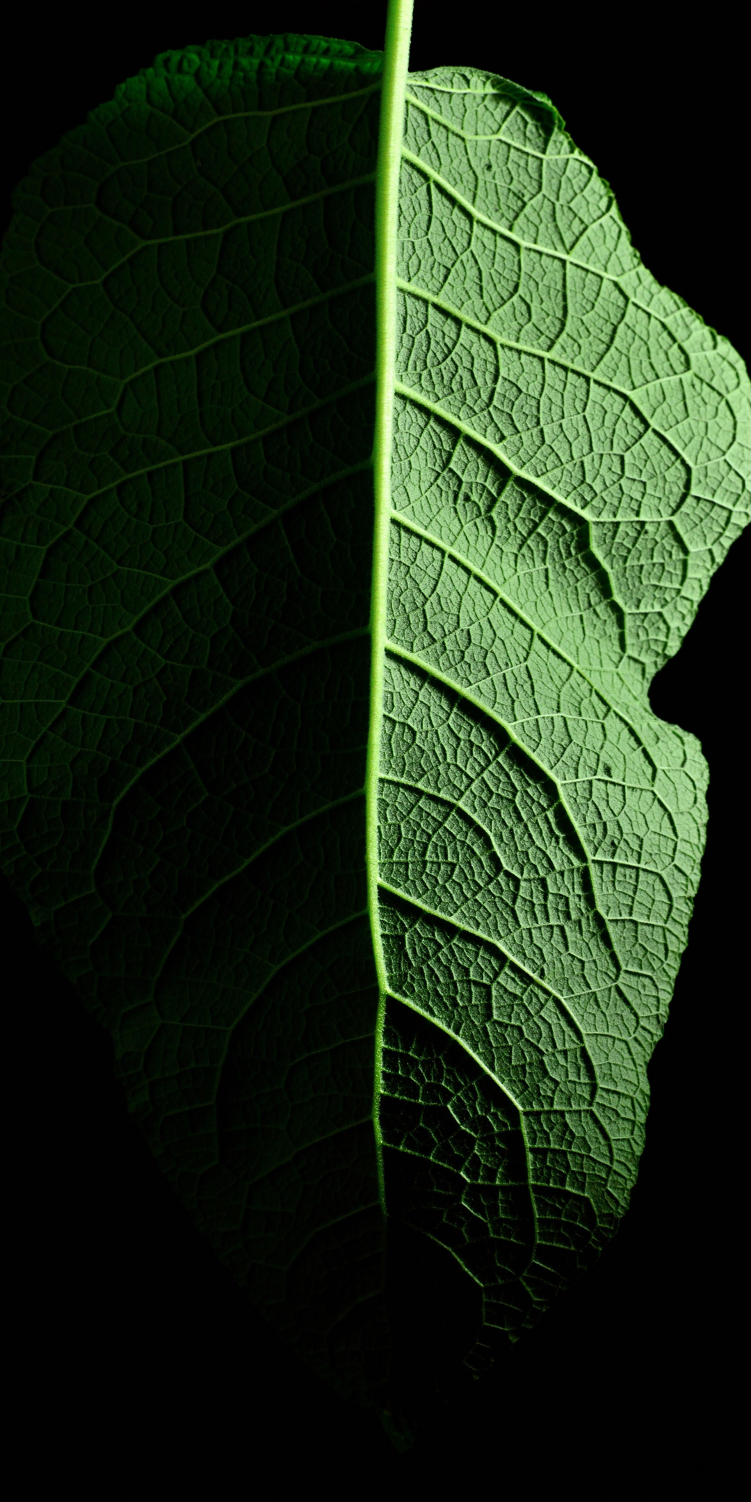 Leaf, macro, 1080x2160 wallpaper