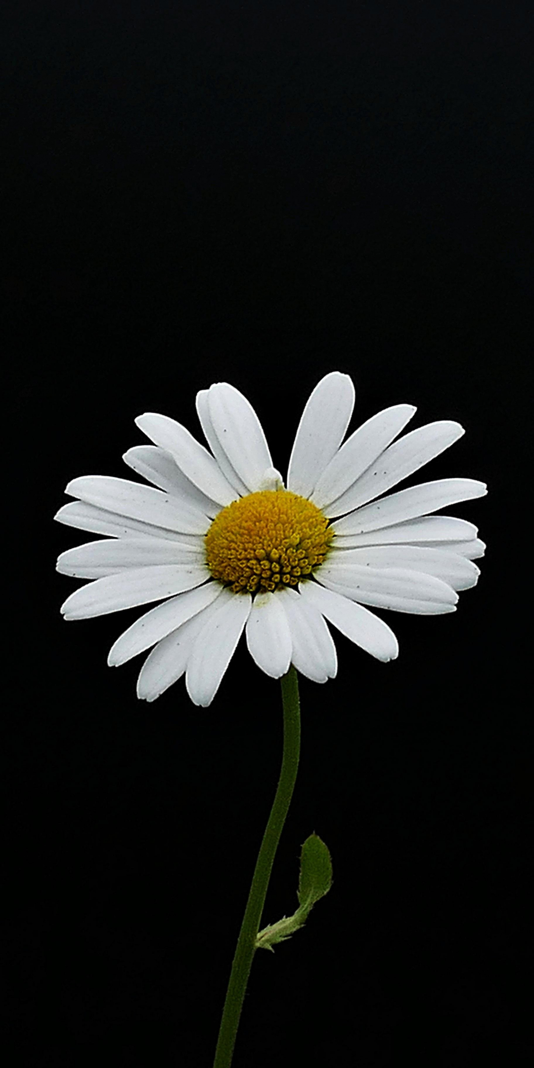 Portrait, white flower, minimal, daisy, 1080x2160 wallpaper