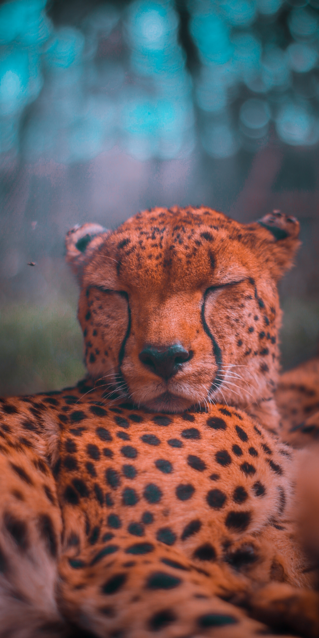 Wildlife, relaxed, predator, sleep, cheetah, 1080x2160 wallpaper