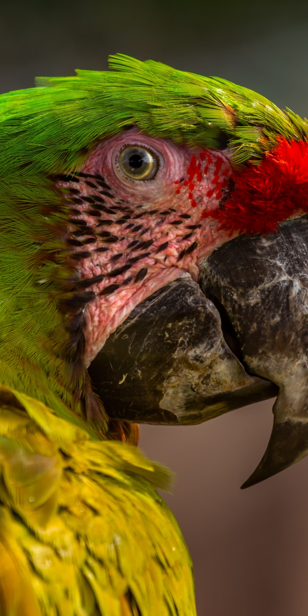 Zoo, parrot, macaw, muzzle, 1080x2160 wallpaper