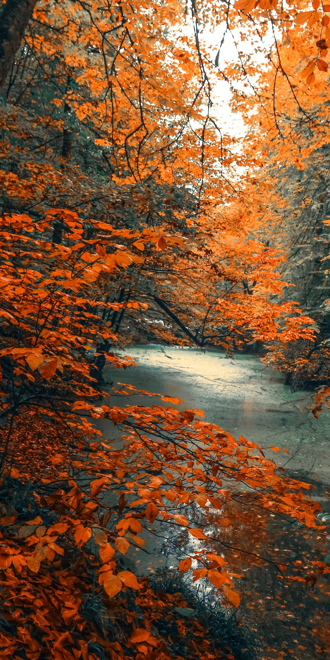 Tree, forest, nature, orange branches, tree, autumn, 1080x2160 wallpaper