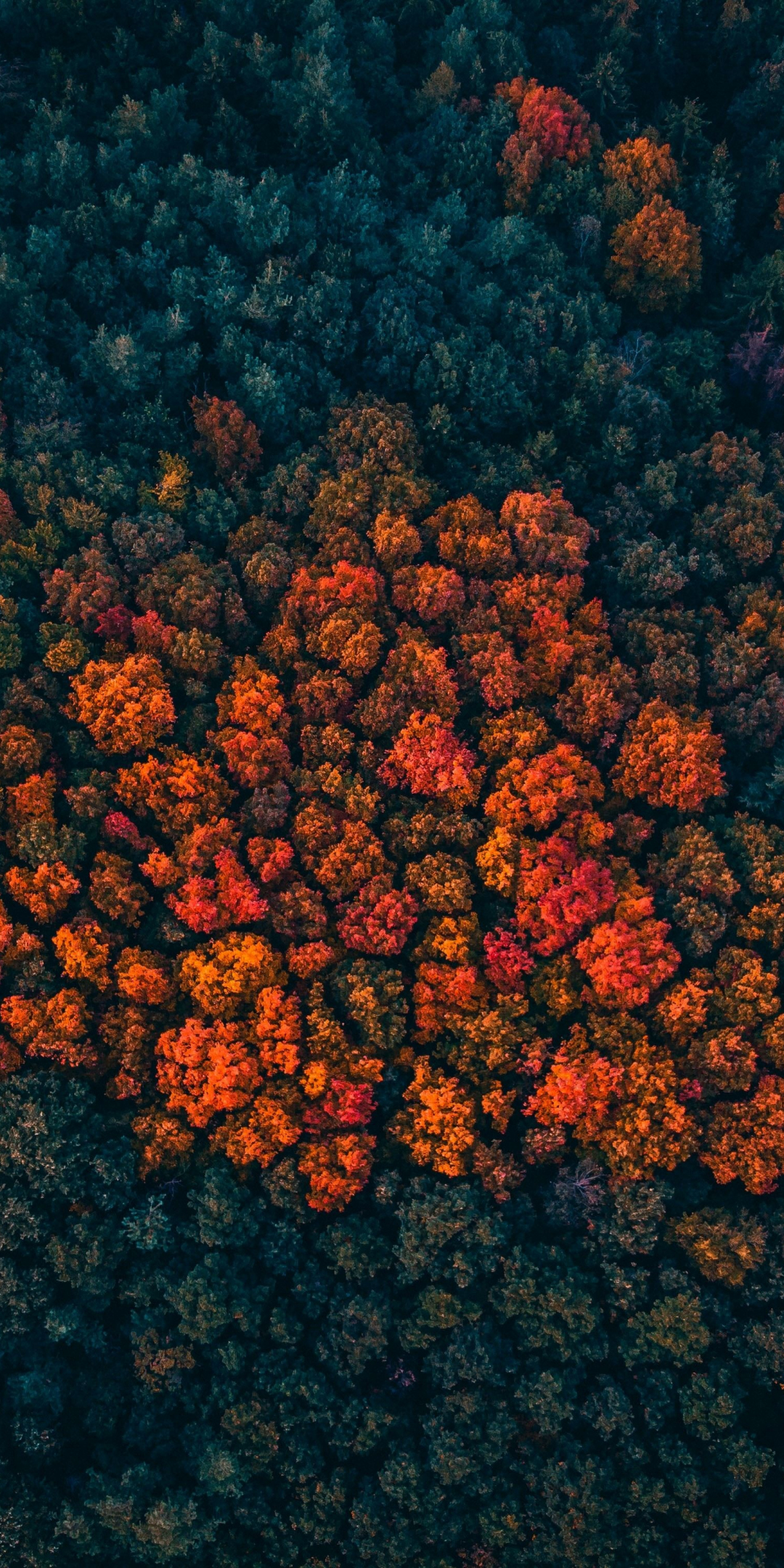 Trees peak, forest, trees, aerial view, 1080x2160 wallpaper