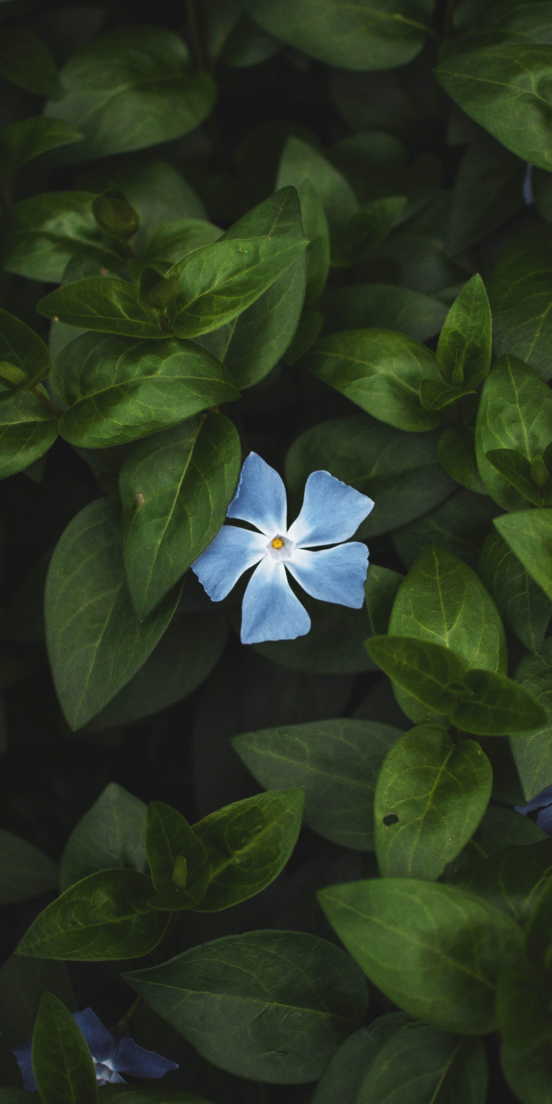 Flower, bloom, leaves, bright, blue flower, 1080x2160 wallpaper