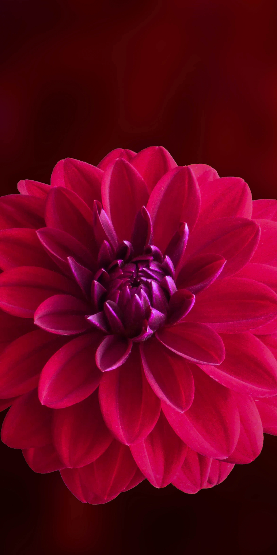 Pink, blur, portrait, Dahlia, flower, 1080x2160 wallpaper