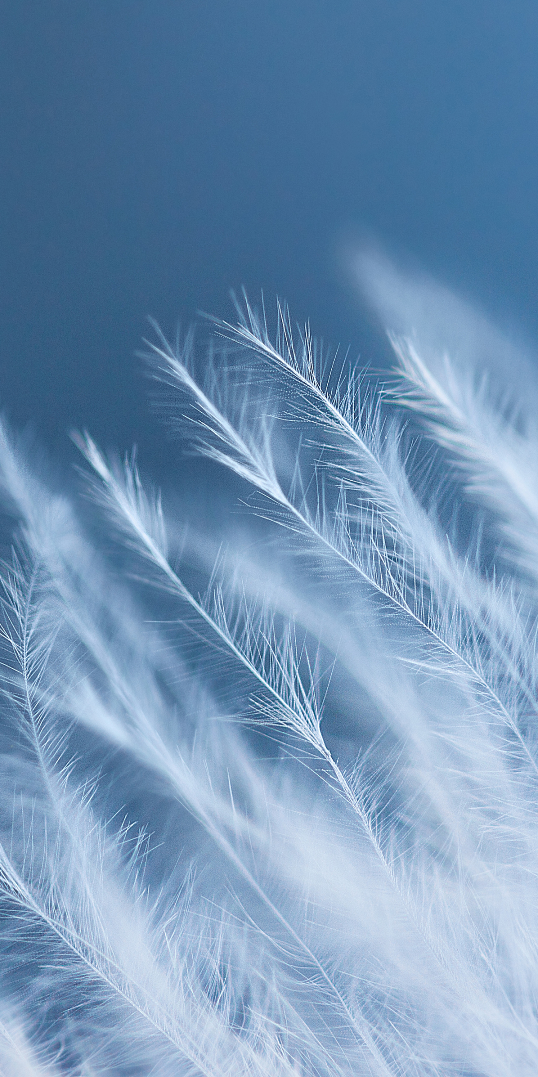 White feathers, close up, 1080x2160 wallpaper