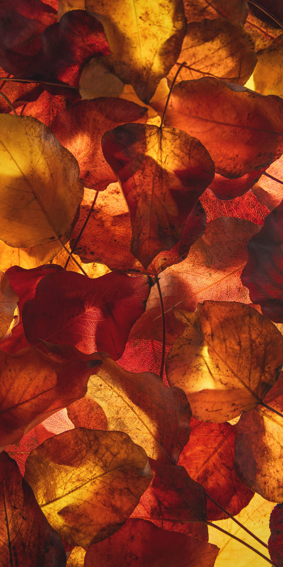 Yellow leaves, autumn, fall, 1080x2160 wallpaper