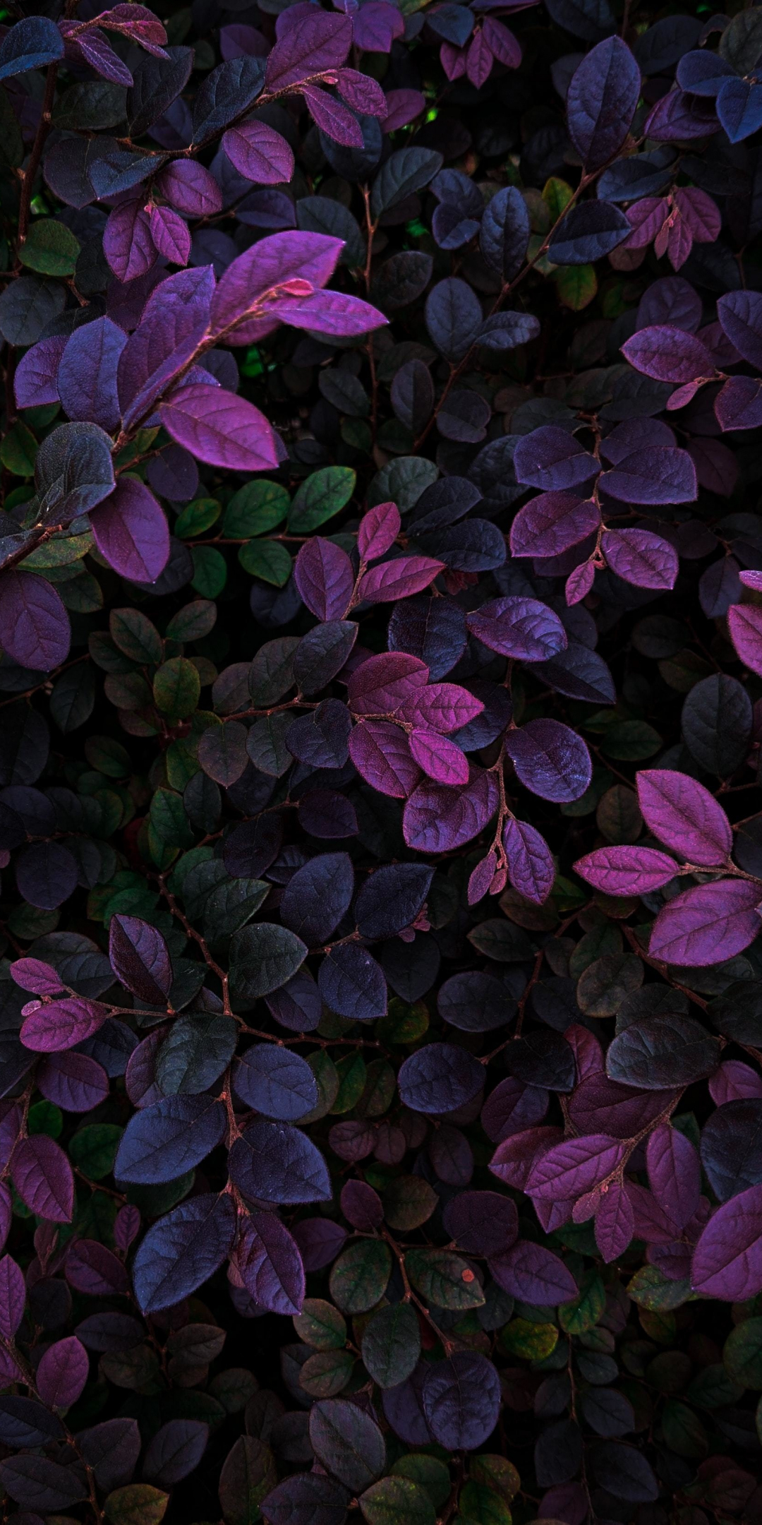 Violet leaves, veins, branches, plants, 1080x2160 wallpaper