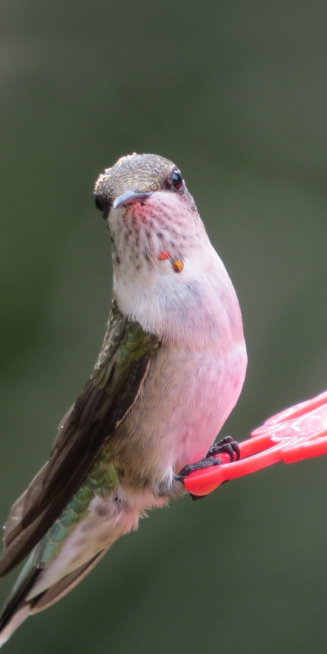 Small, bird, hummingbird, 1080x2160 wallpaper