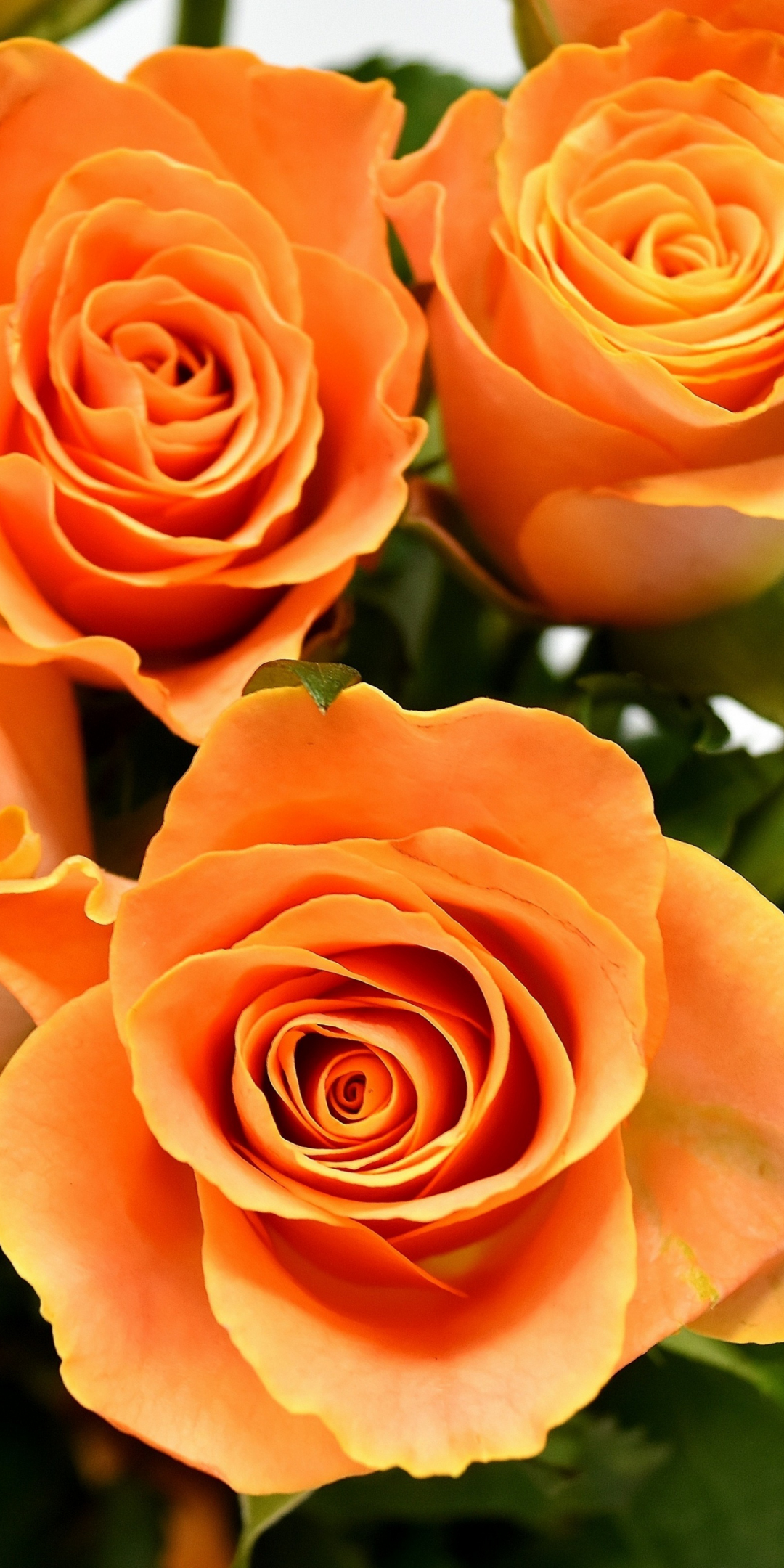 Orange roses, flowers, Bouquet, 1080x2160 wallpaper