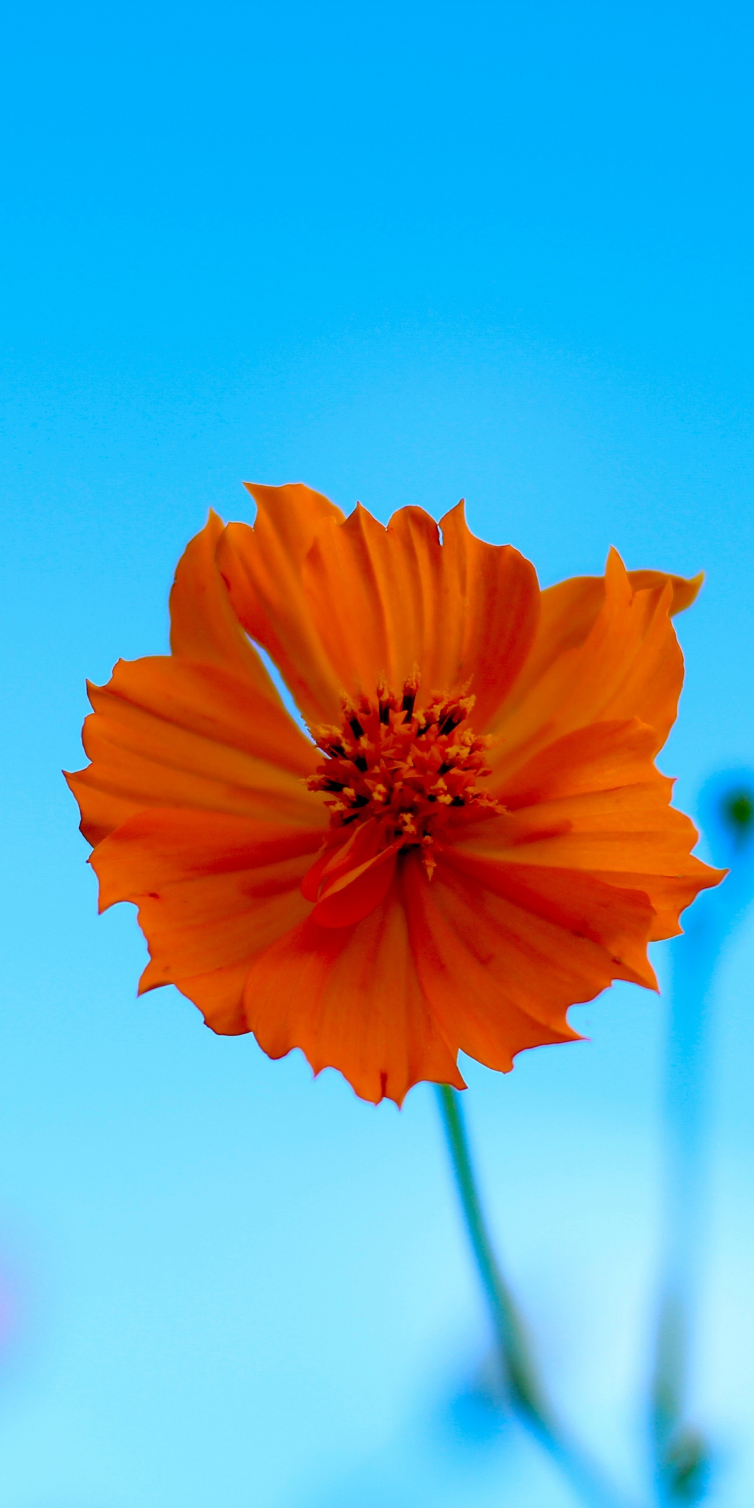 Orange flower, blur, spring, portrait, 1080x2160 wallpaper
