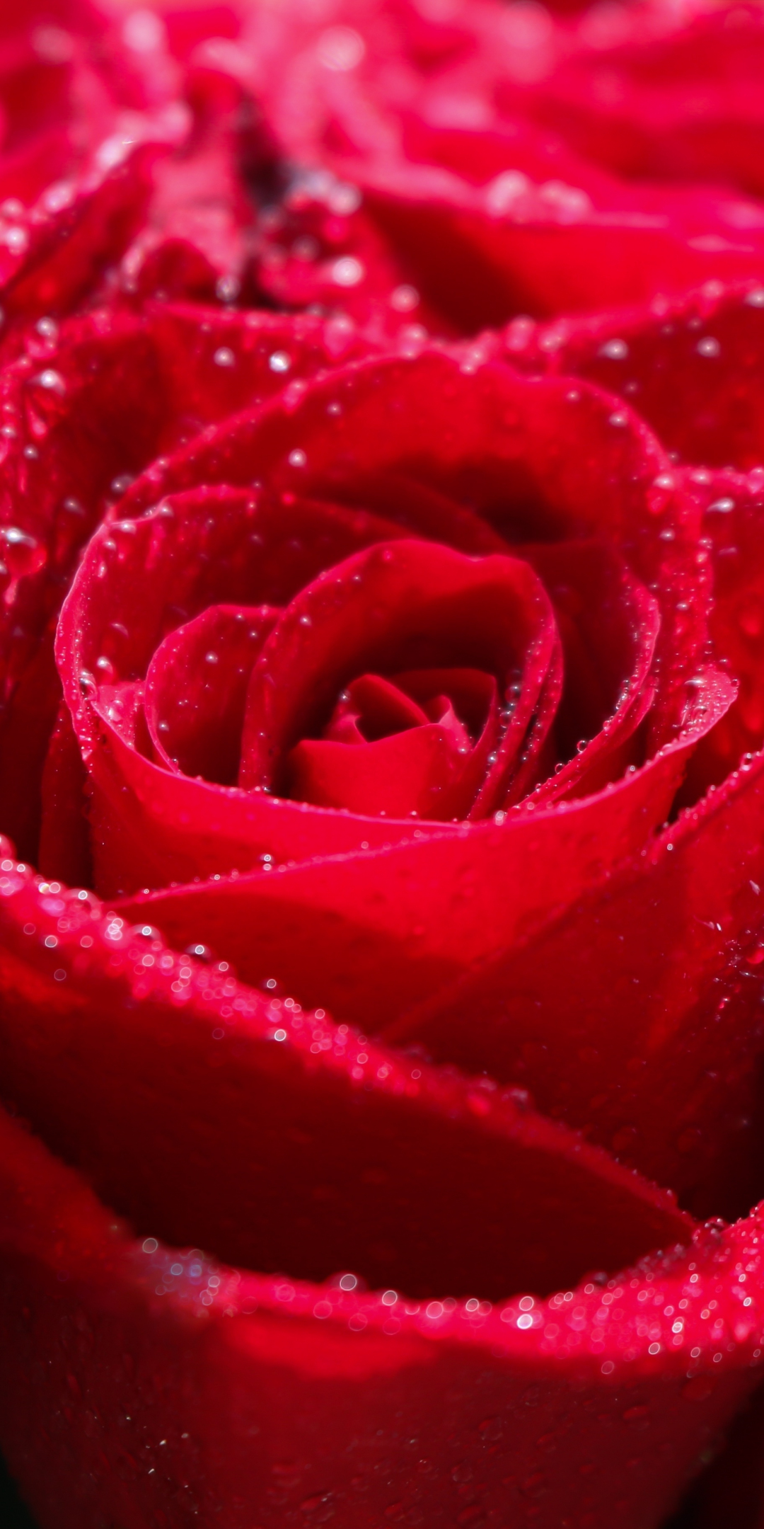 Red rose, water drops, shine, close up, 1080x2160 wallpaper