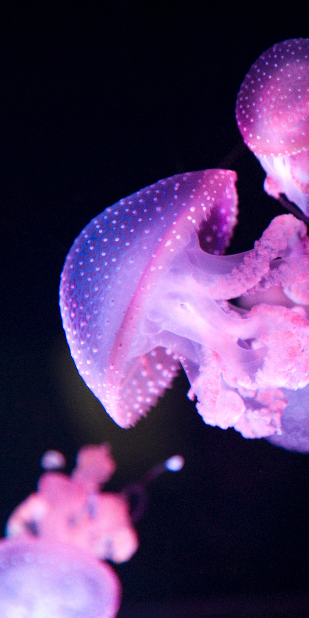 Glow, pink jellyfish, 1080x2160 wallpaper