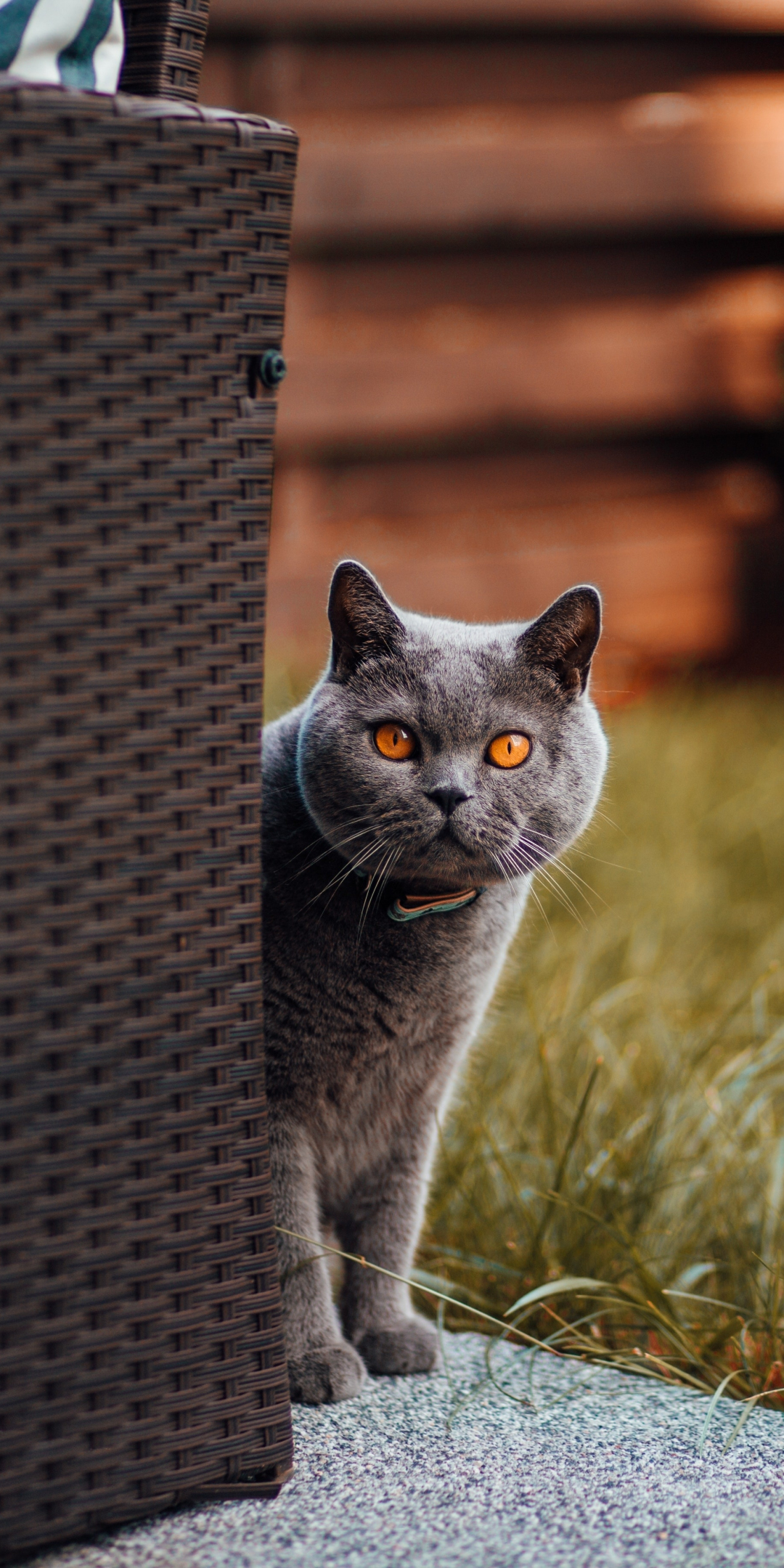 Adorable, gray cat, stare, 1080x2160 wallpaper