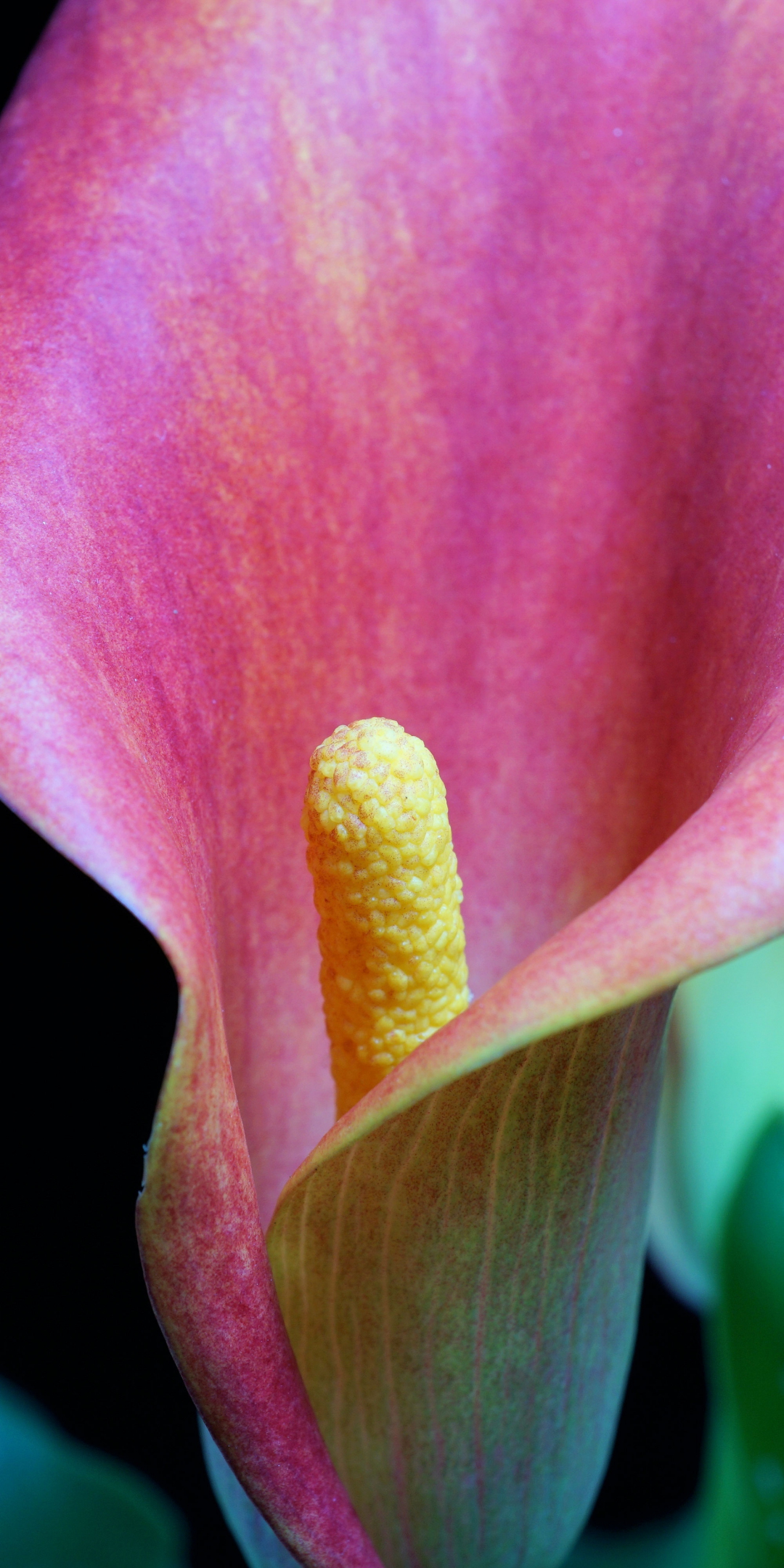 Iris, pink flower, close up, 1080x2160 wallpaper