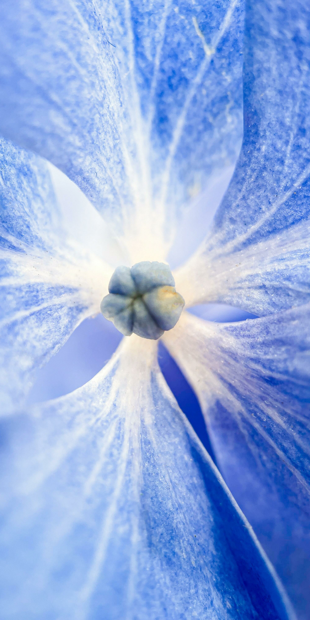 Bloom, blue flowers, macro, 1080x2160 wallpaper