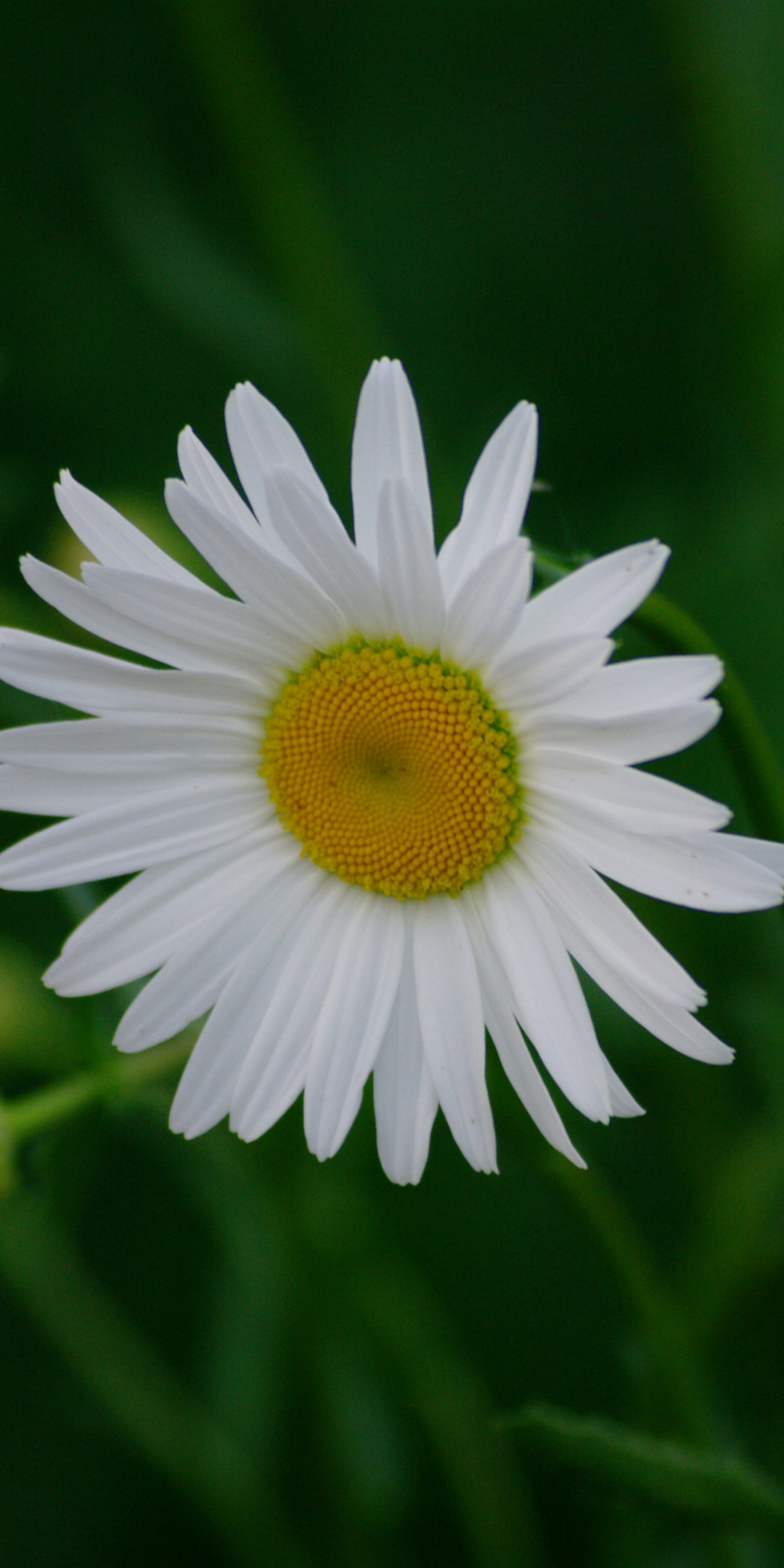 White daisy, flower, blur, 1080x2160 wallpaper