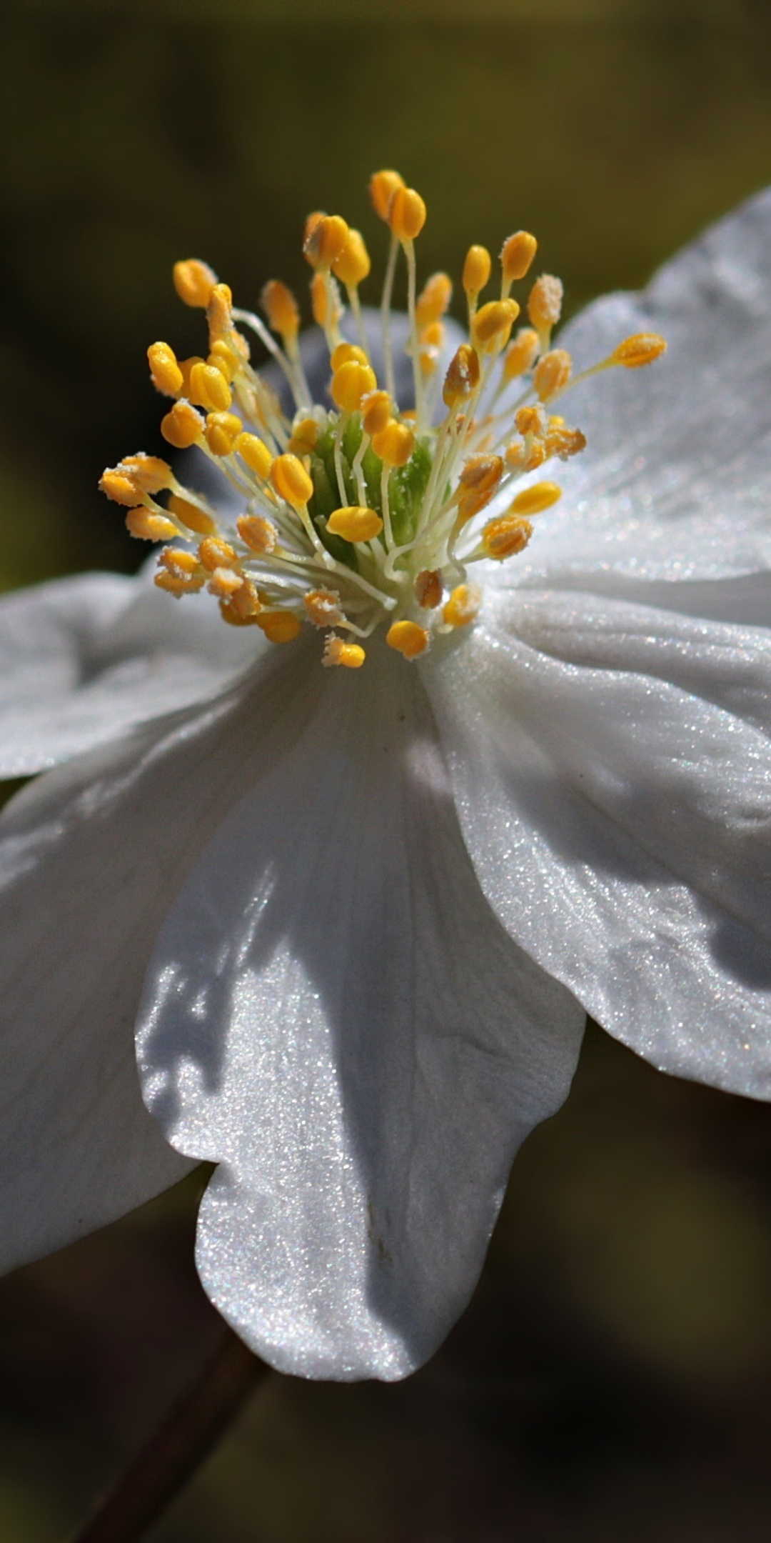 Anemone, flower, white, close up, 1080x2160 wallpaper