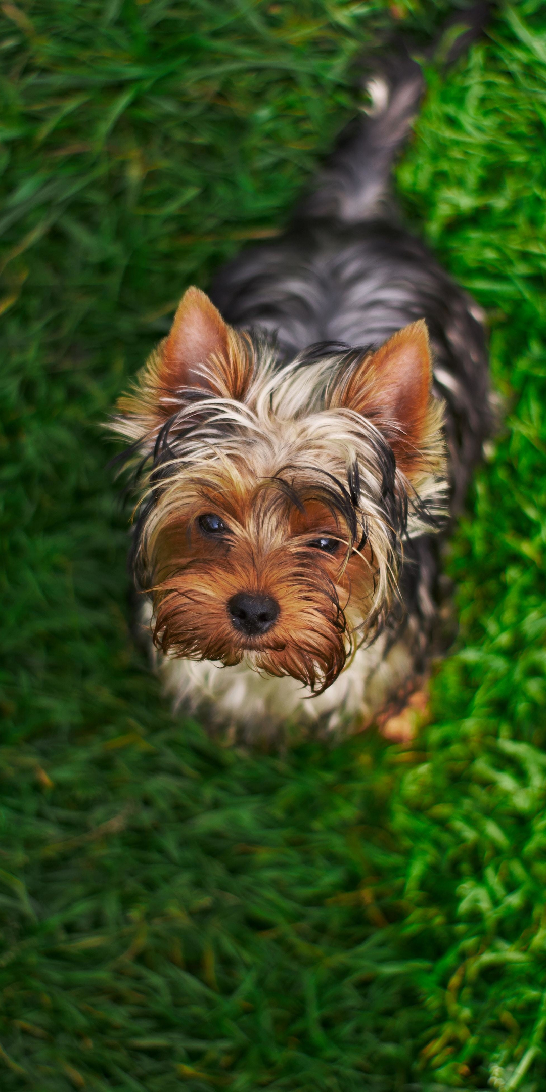 Cute, fluffy dog, adorable, 1080x2160 wallpaper