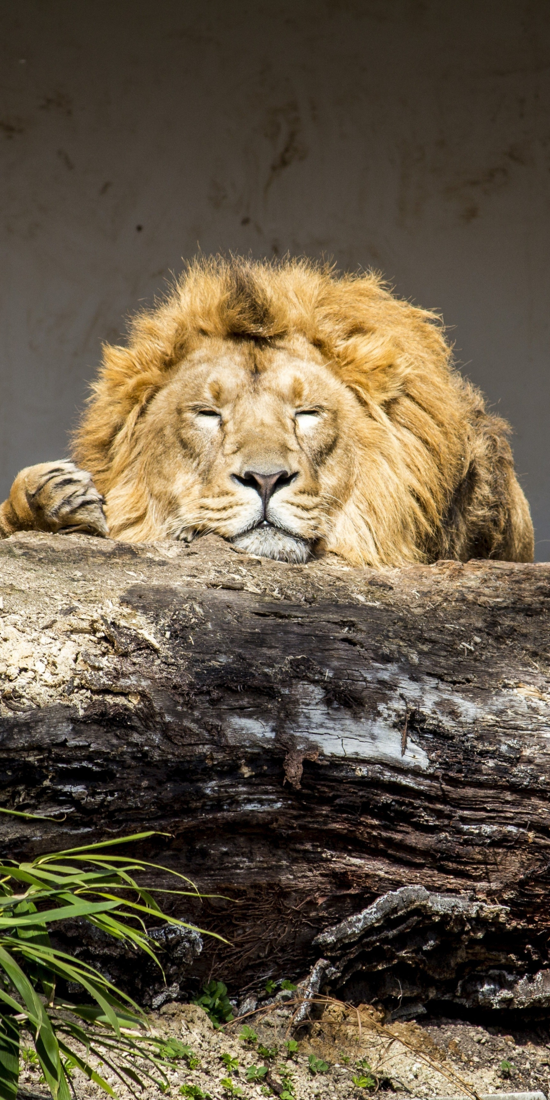 Lion, Relaxed, Predator, Animal, Wild, 1080x2160 wallpaper
