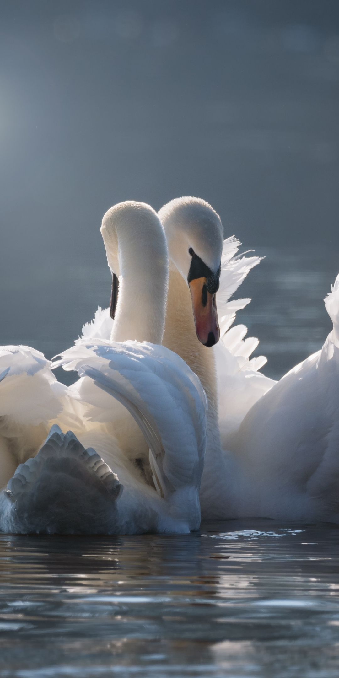 White, swan pair, birds, 1080x2160 wallpaper