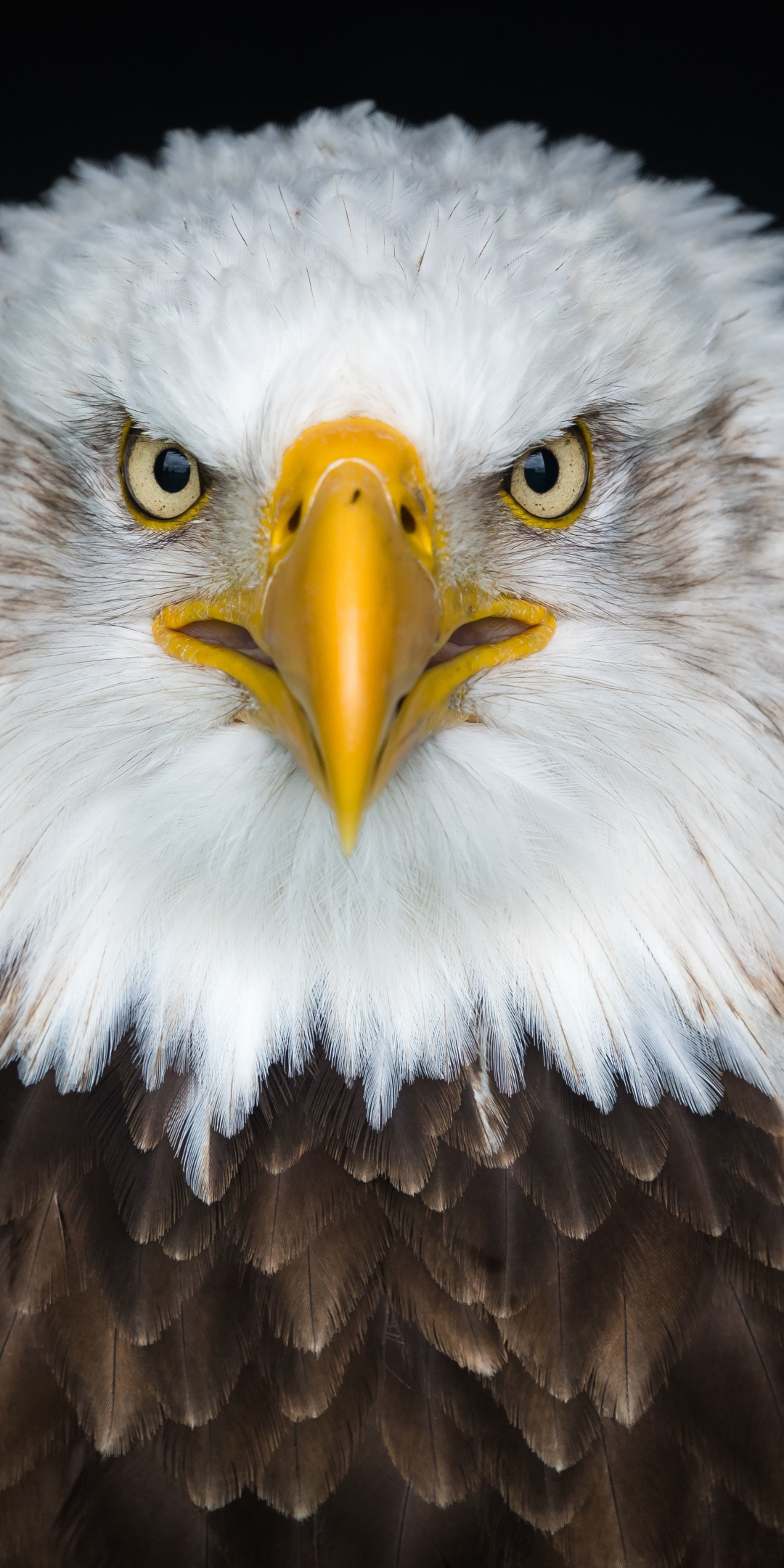 Bald eagle, bird, predator, muzzle, 1080x2160 wallpaper