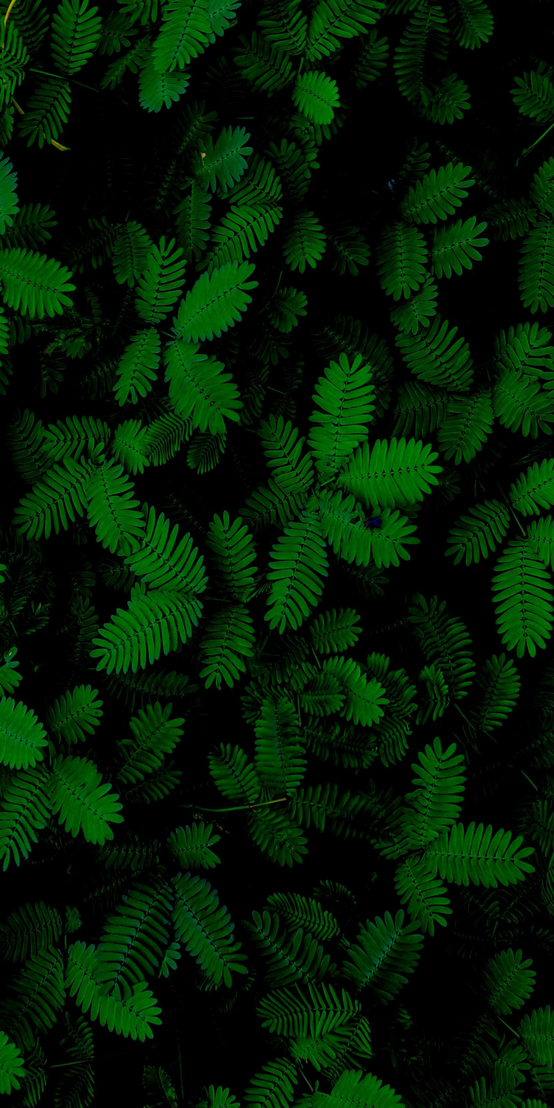 Foliage, green leaves, plant, 1080x2160 wallpaper
