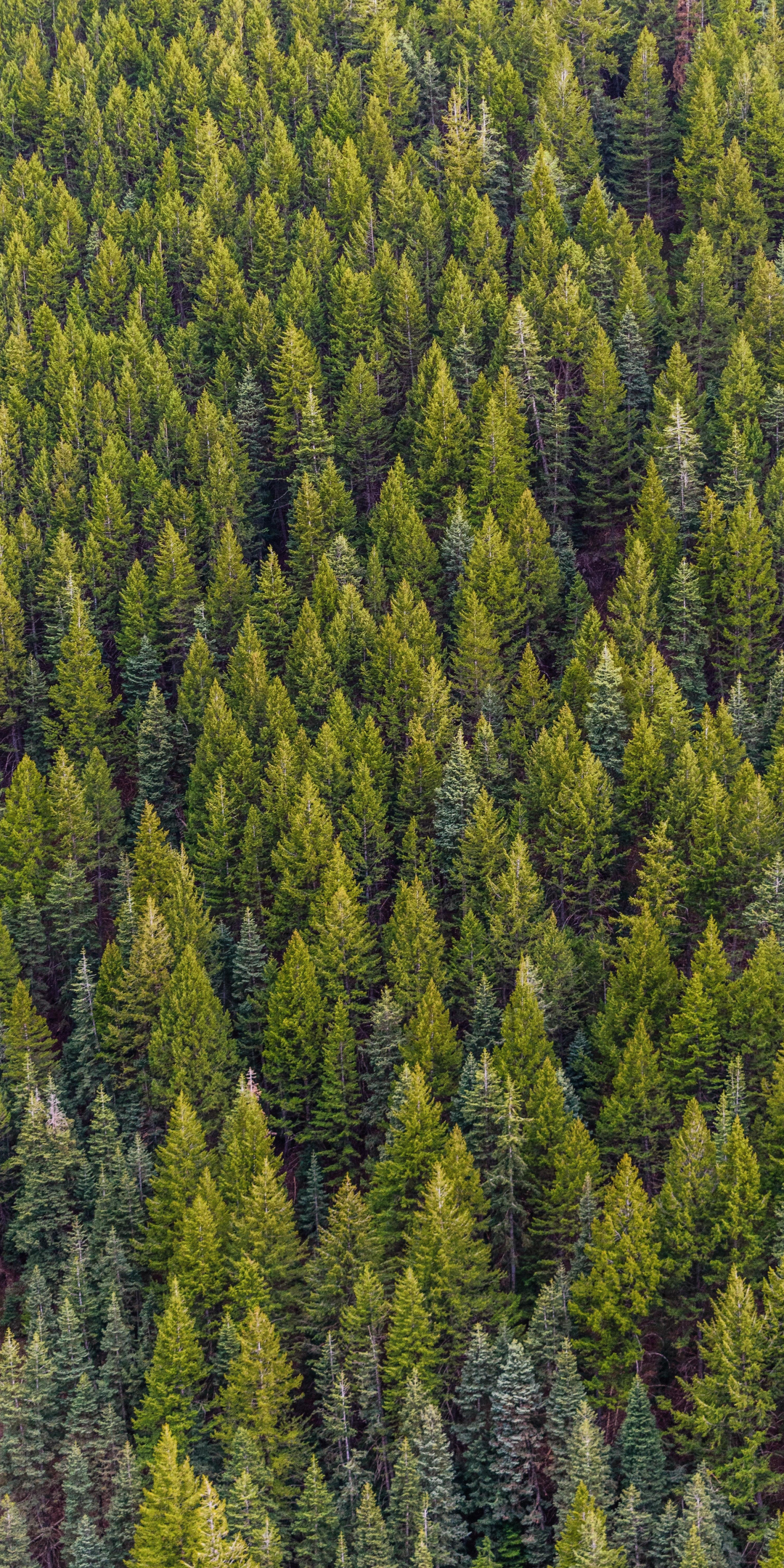 Pine forest, trees, green, spring, 1080x2160 wallpaper