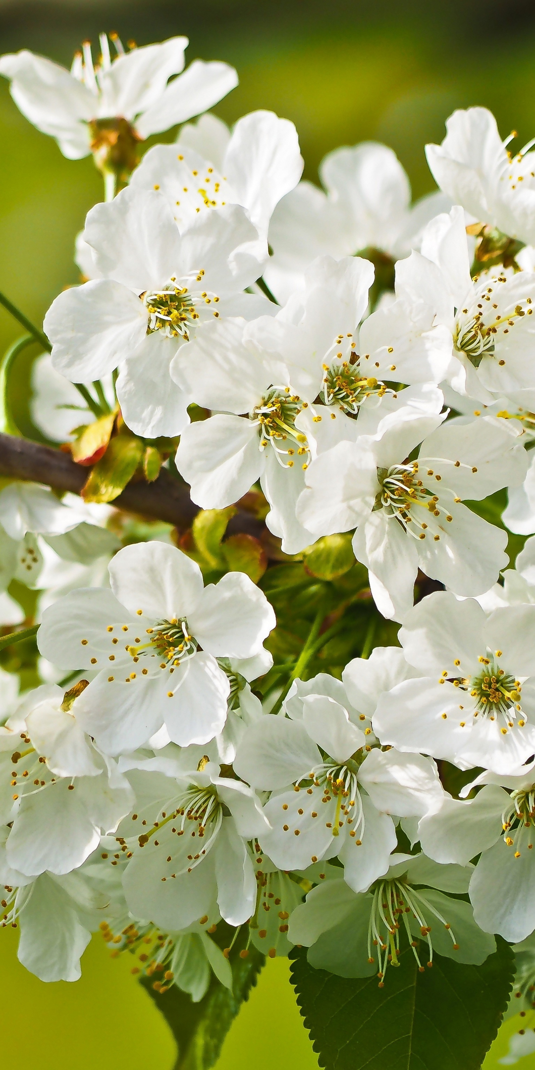 Tree branches, blossom, white flowers, 1080x2160 wallpaper