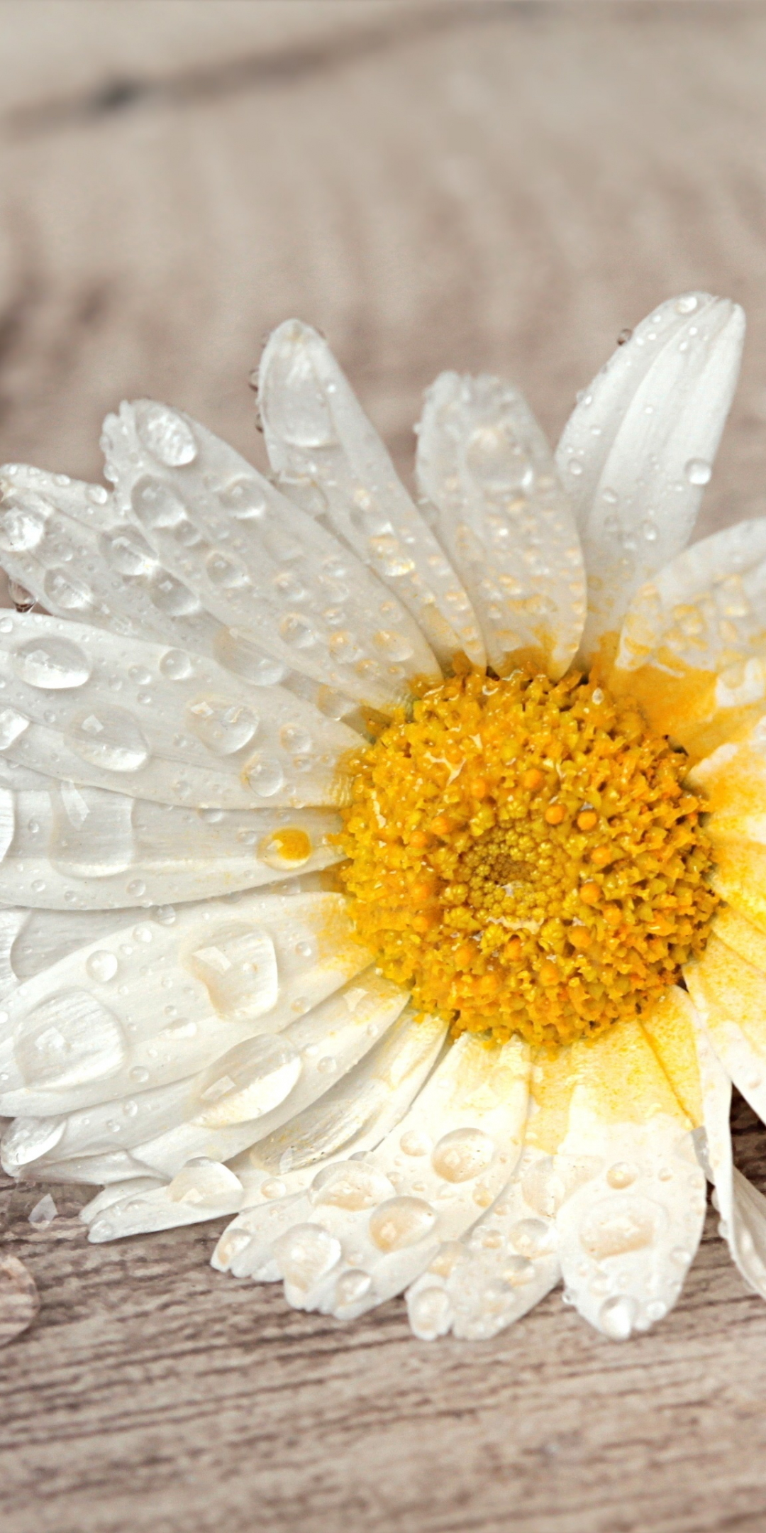 Still life, white daisy, water drops, 1080x2160 wallpaper