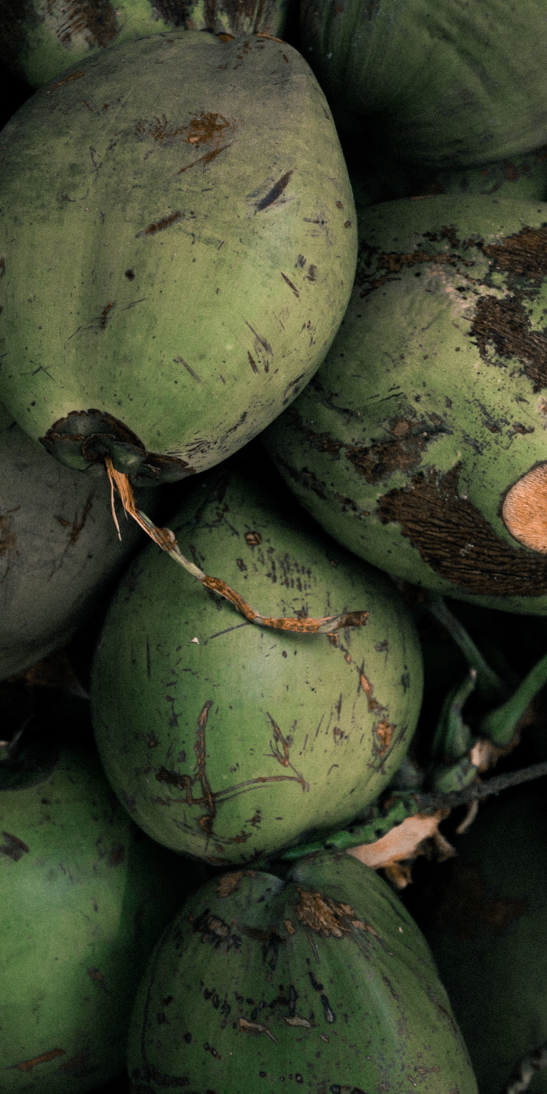 Coconut, green, closeup, 1080x2160 wallpaper