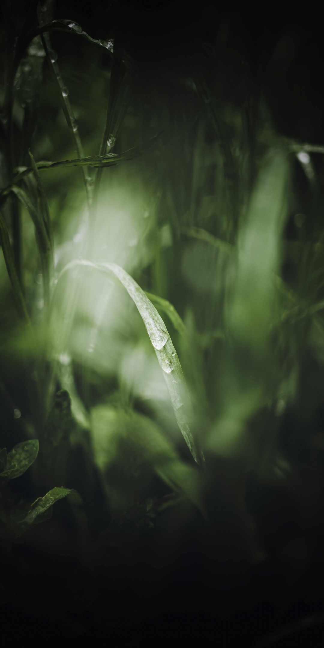 Grass, close up, blur, nature, 1080x2160 wallpaper