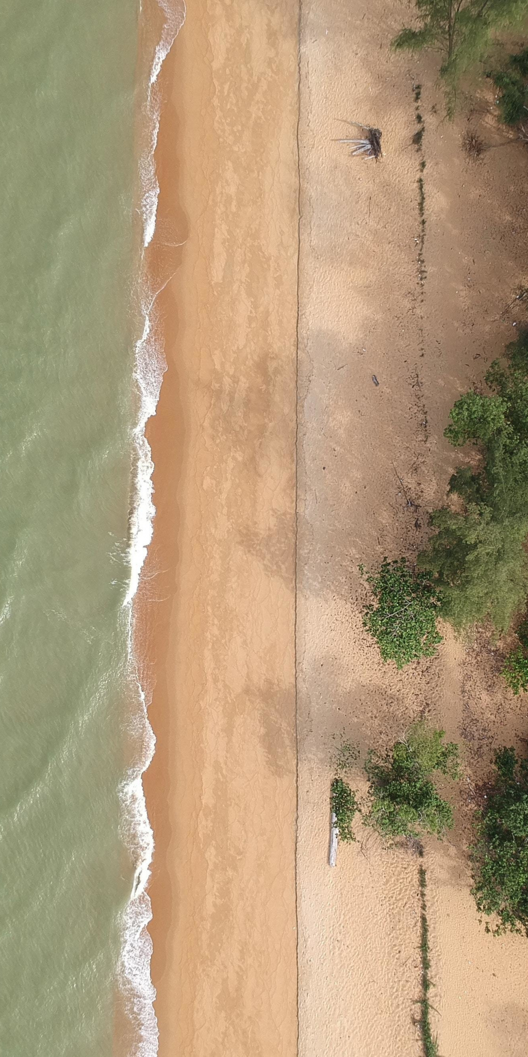 Aerial shot, trees, beach, 1080x2160 wallpaper