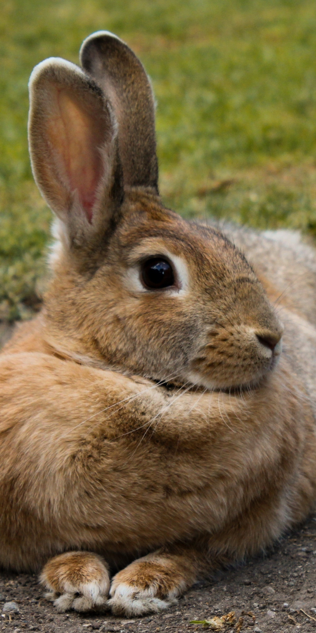 Hare, rabbit, animal, cute, 1080x2160 wallpaper