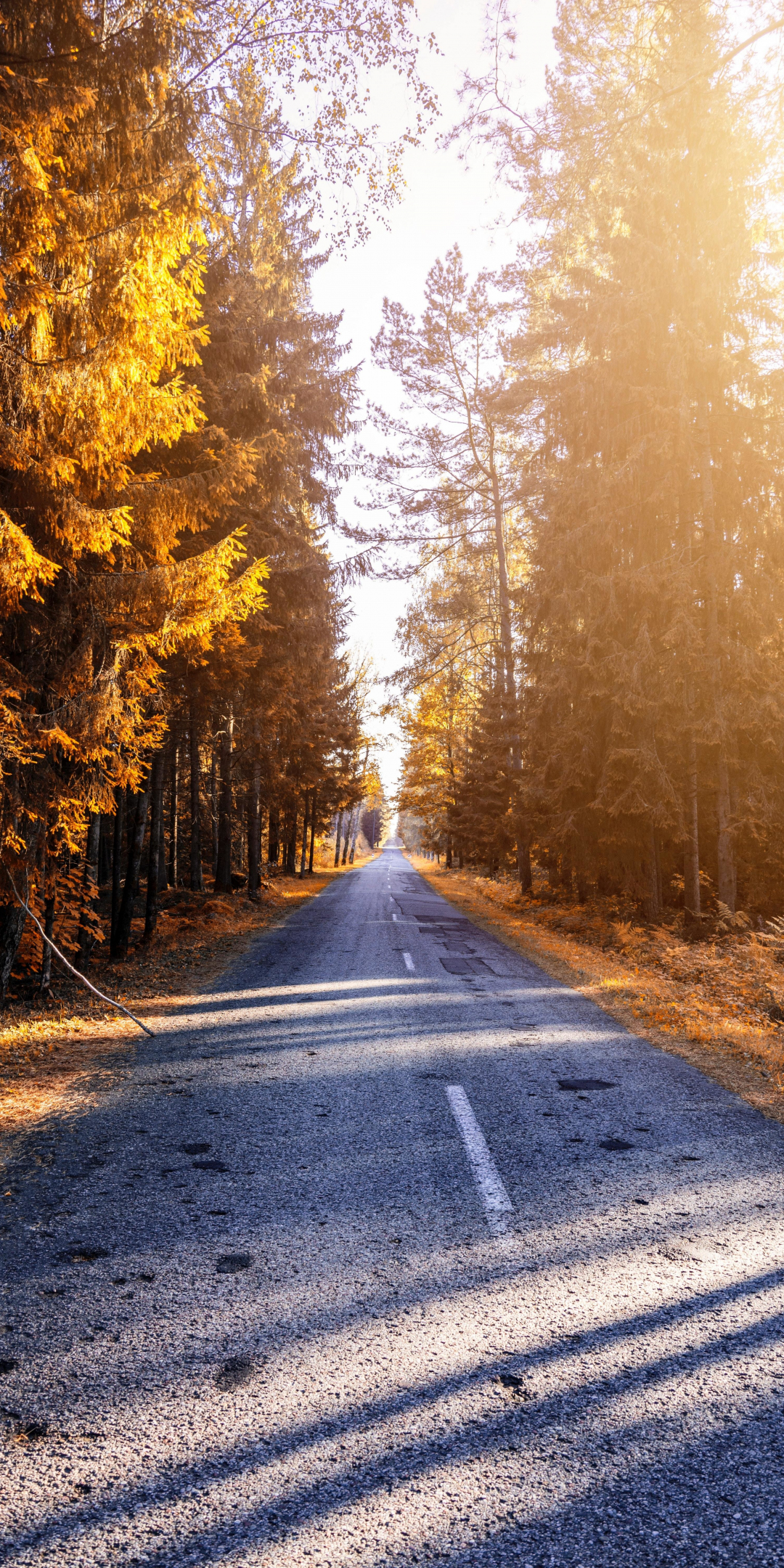 Autumn, trees, road, path, sunlight, nature, 1080x2160 wallpaper