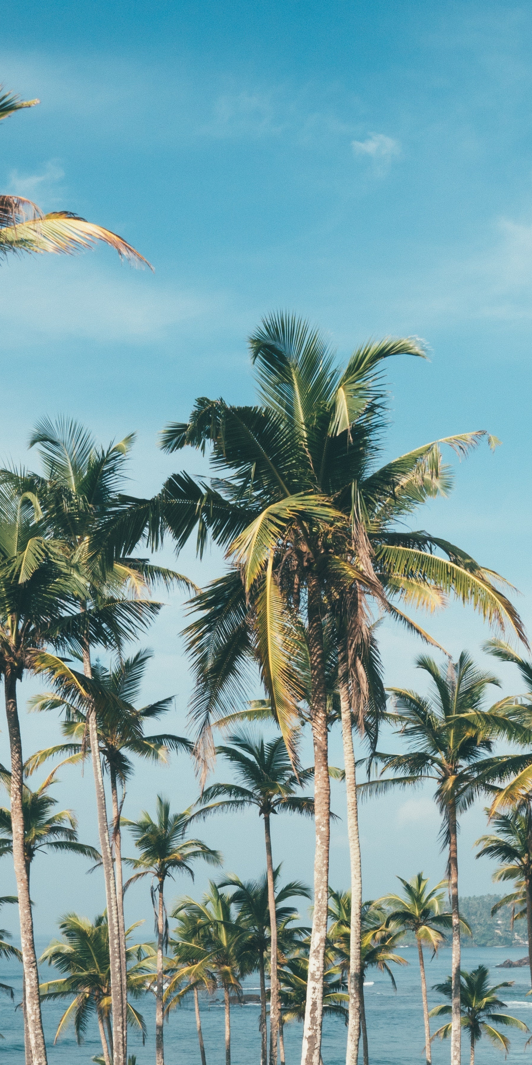 Palm trees, beach, sunny day, 1080x2160 wallpaper