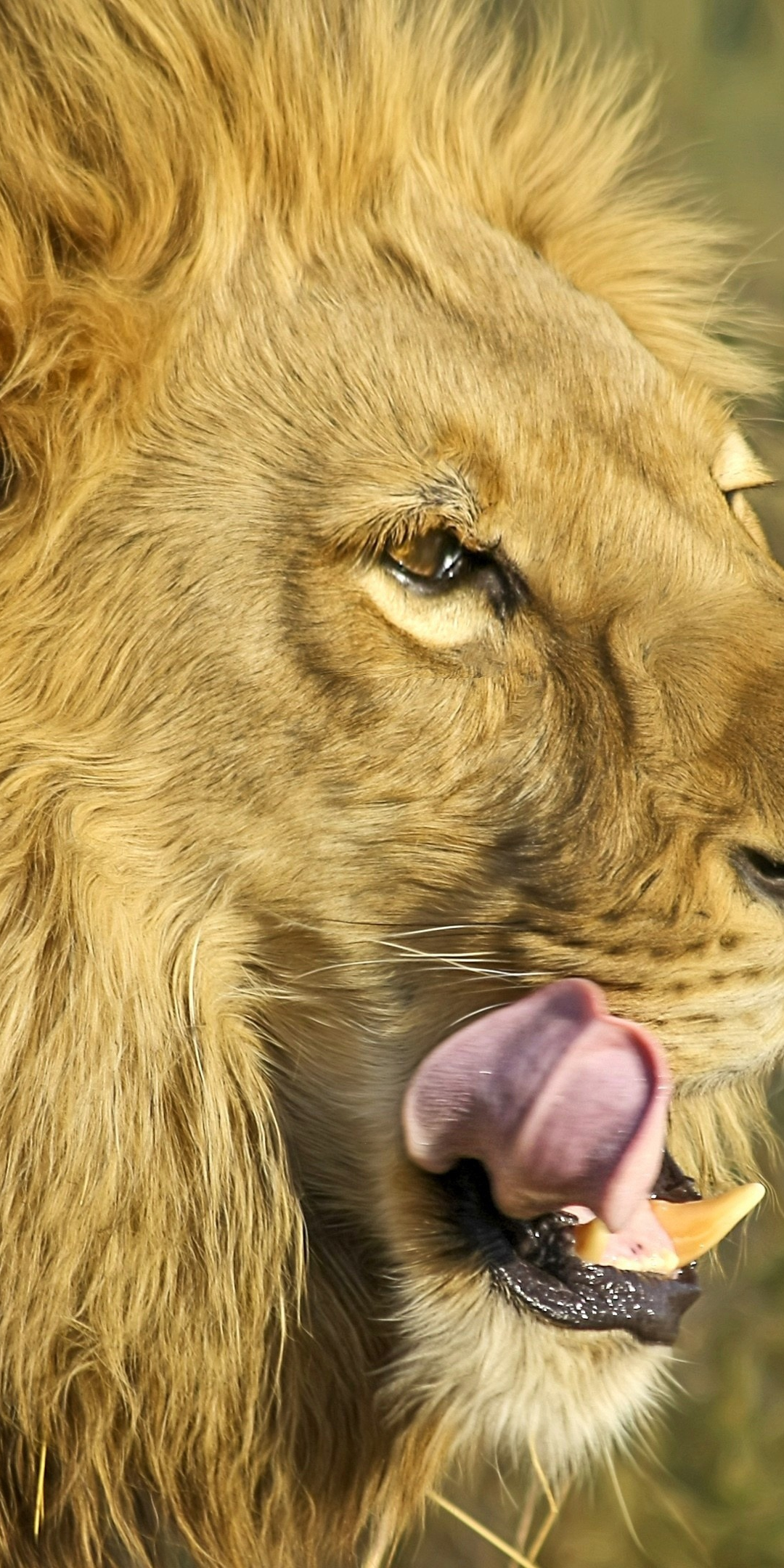 Muzzle, fur, predator, lion, 1080x2160 wallpaper