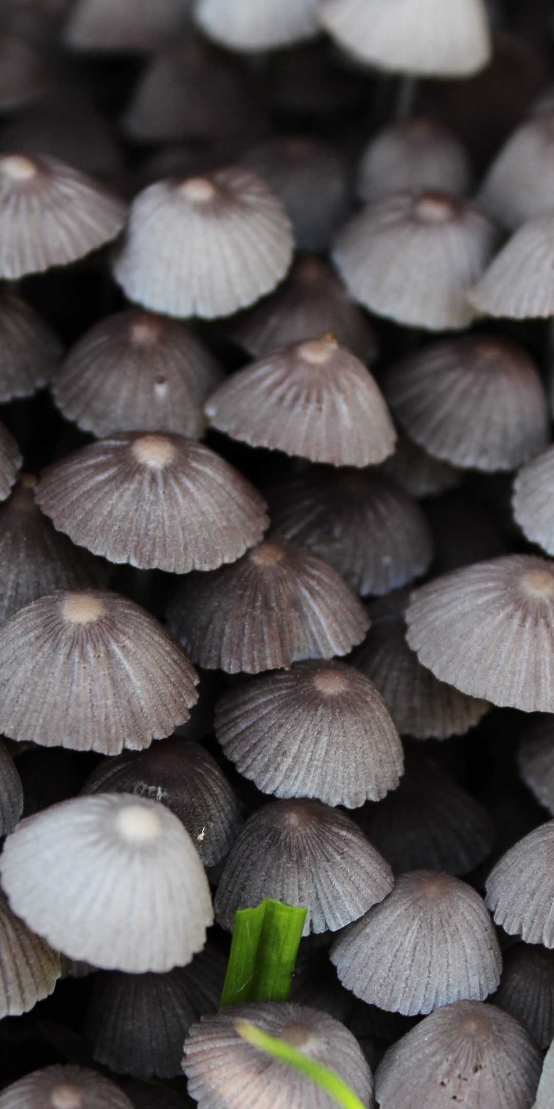 Wild plants, mushrooms, close up, 1080x2160 wallpaper