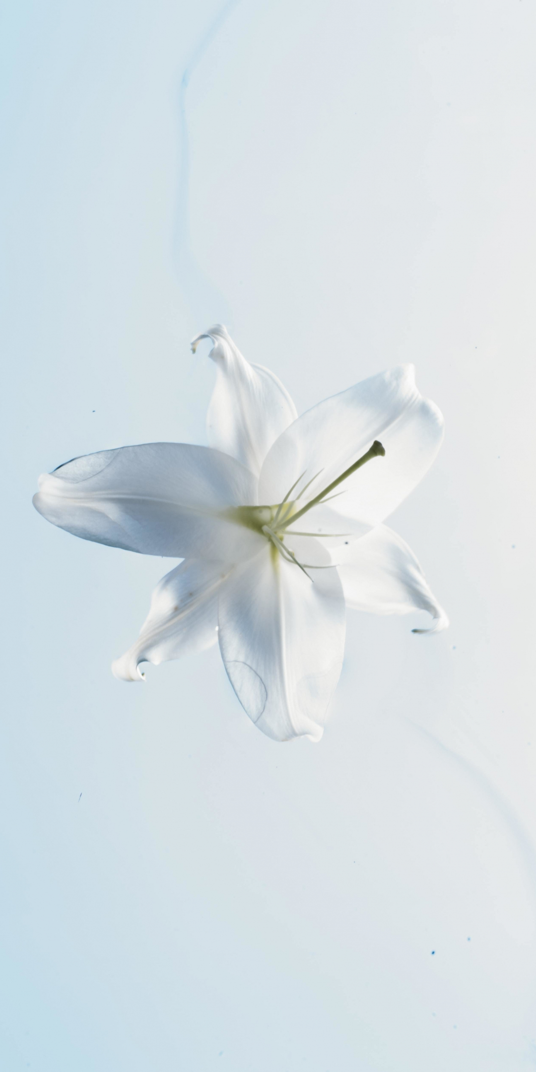 White flower, portrait, close up, 1080x2160 wallpaper