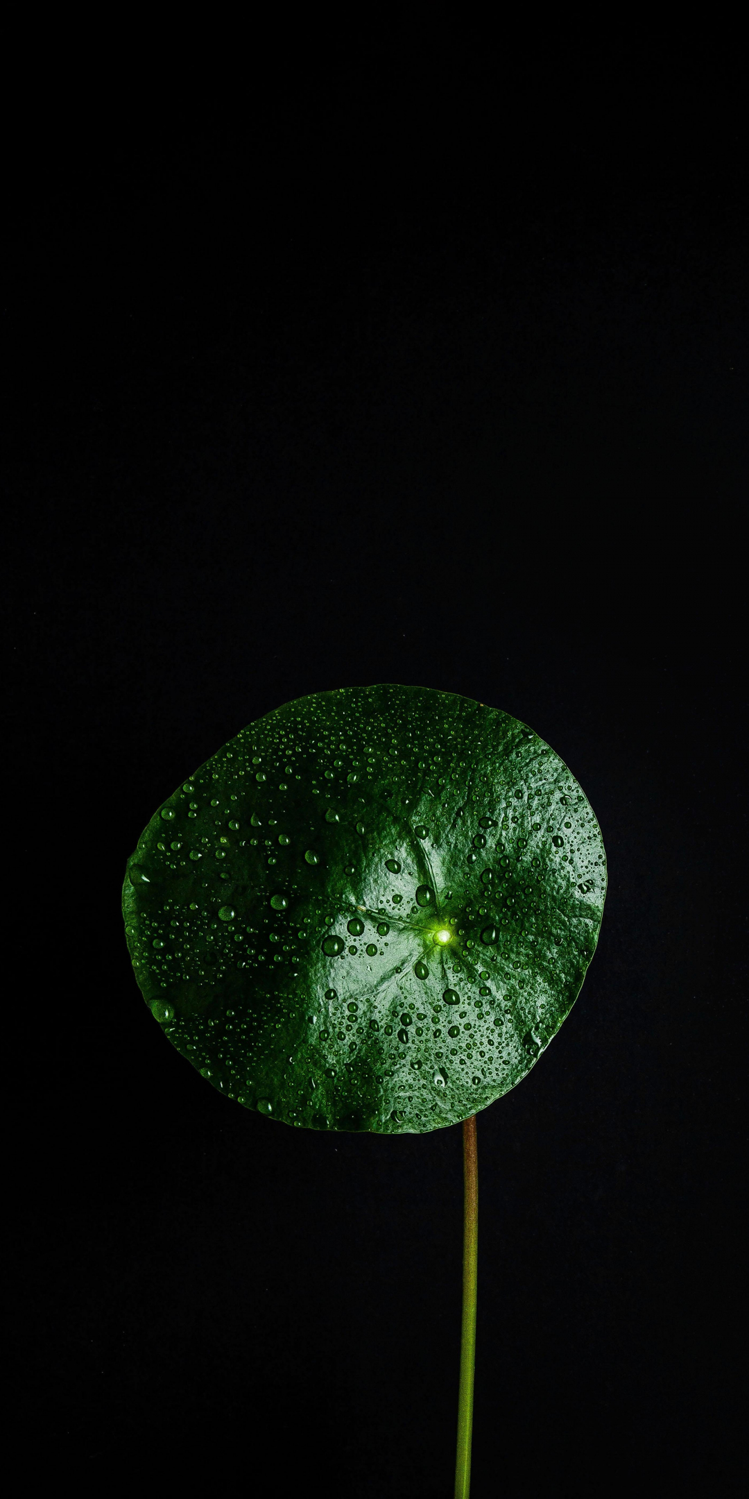 Green leaf, drops on surface, close up, 1080x2160 wallpaper