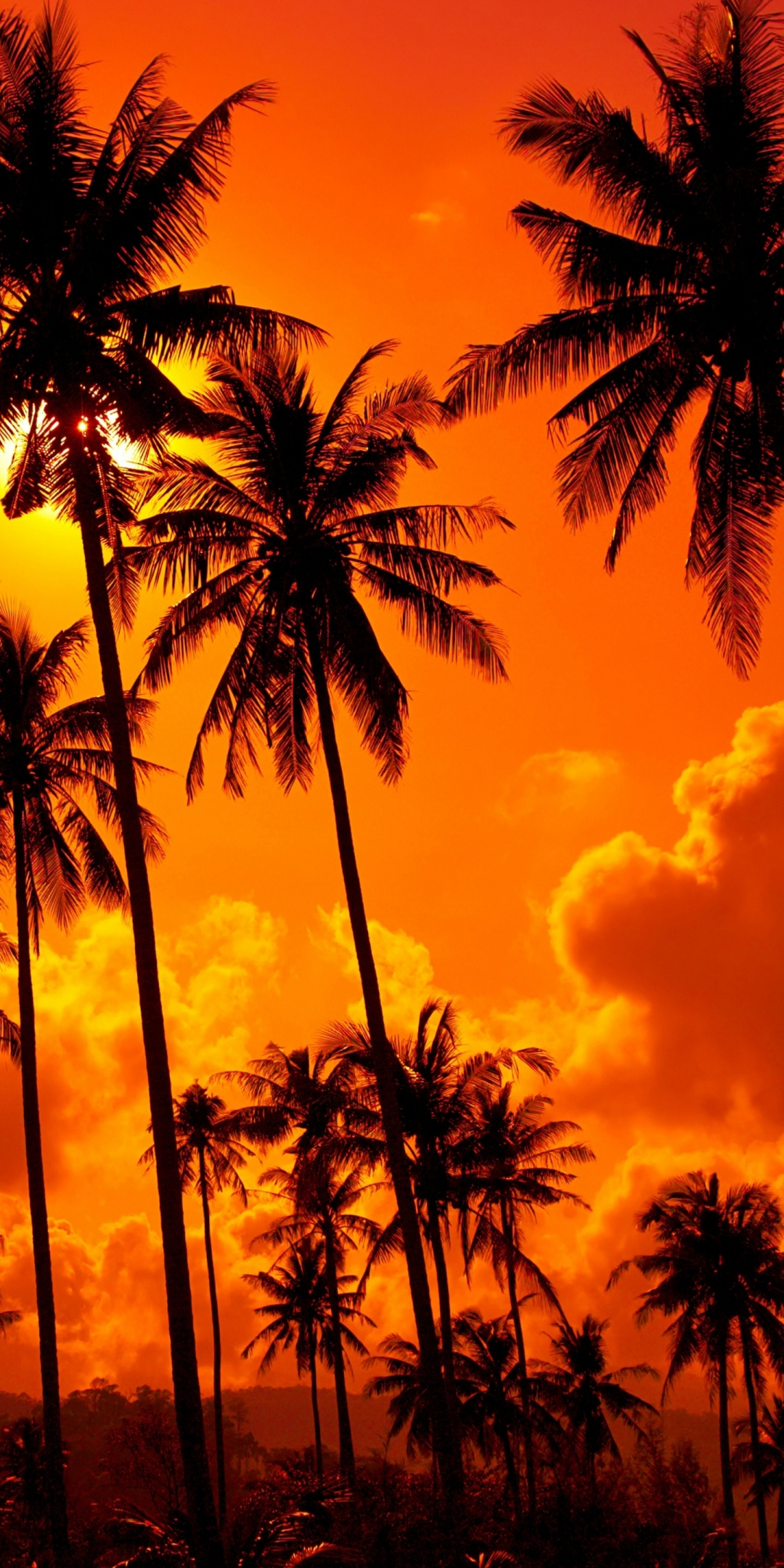 Orange sunset, palms, clouds, silhouette, 1080x2160 wallpaper