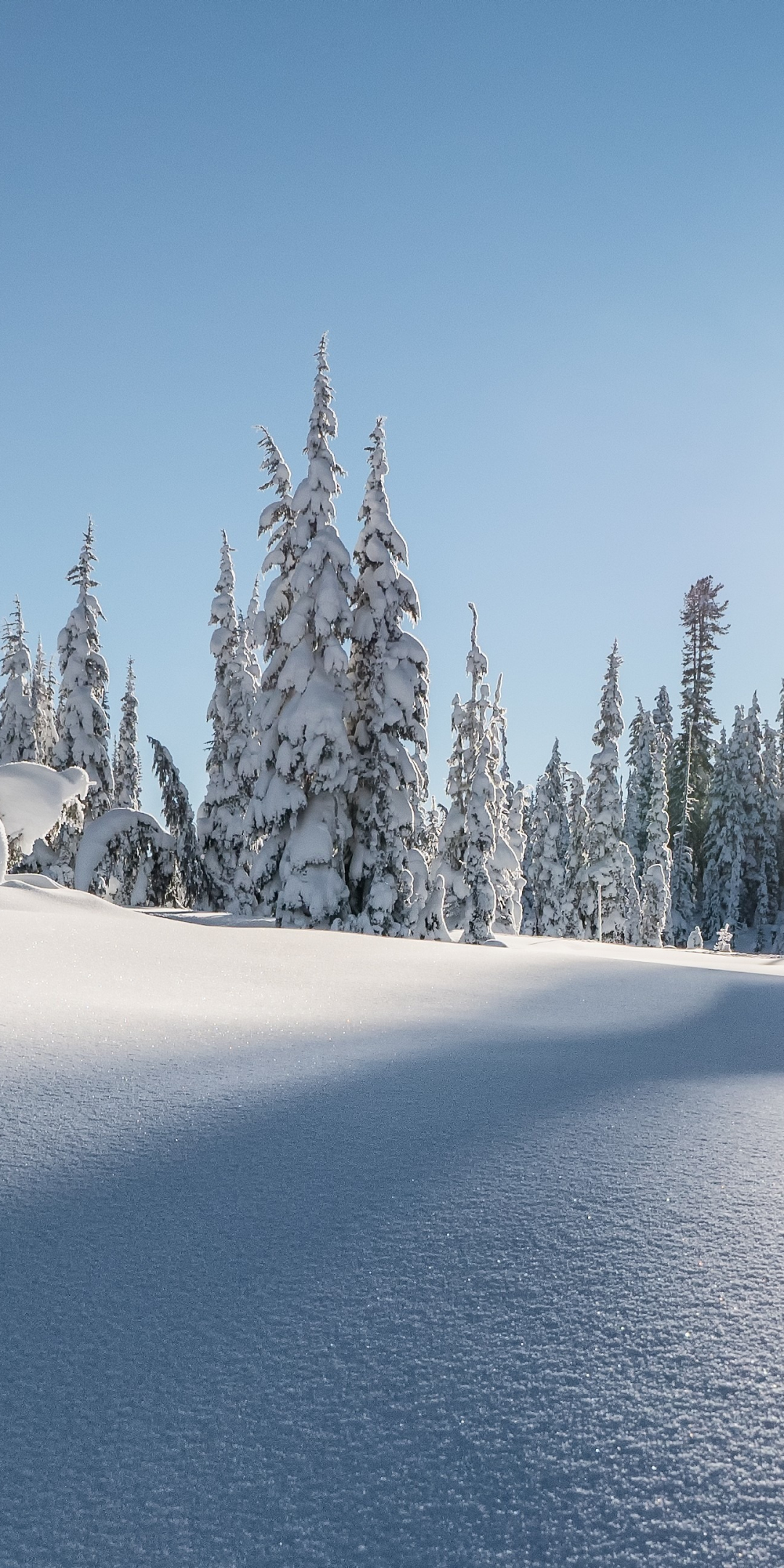 Strathcona provincial park, winter, pine trees, landscape, canada, 1080x2160 wallpaper