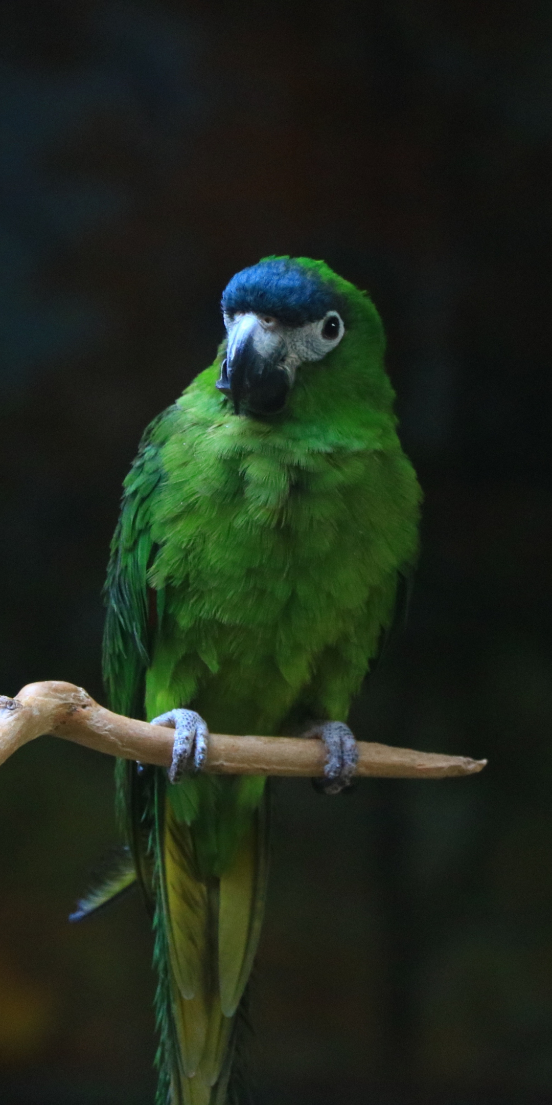 Green parrot, birds, blur, 1080x2160 wallpaper