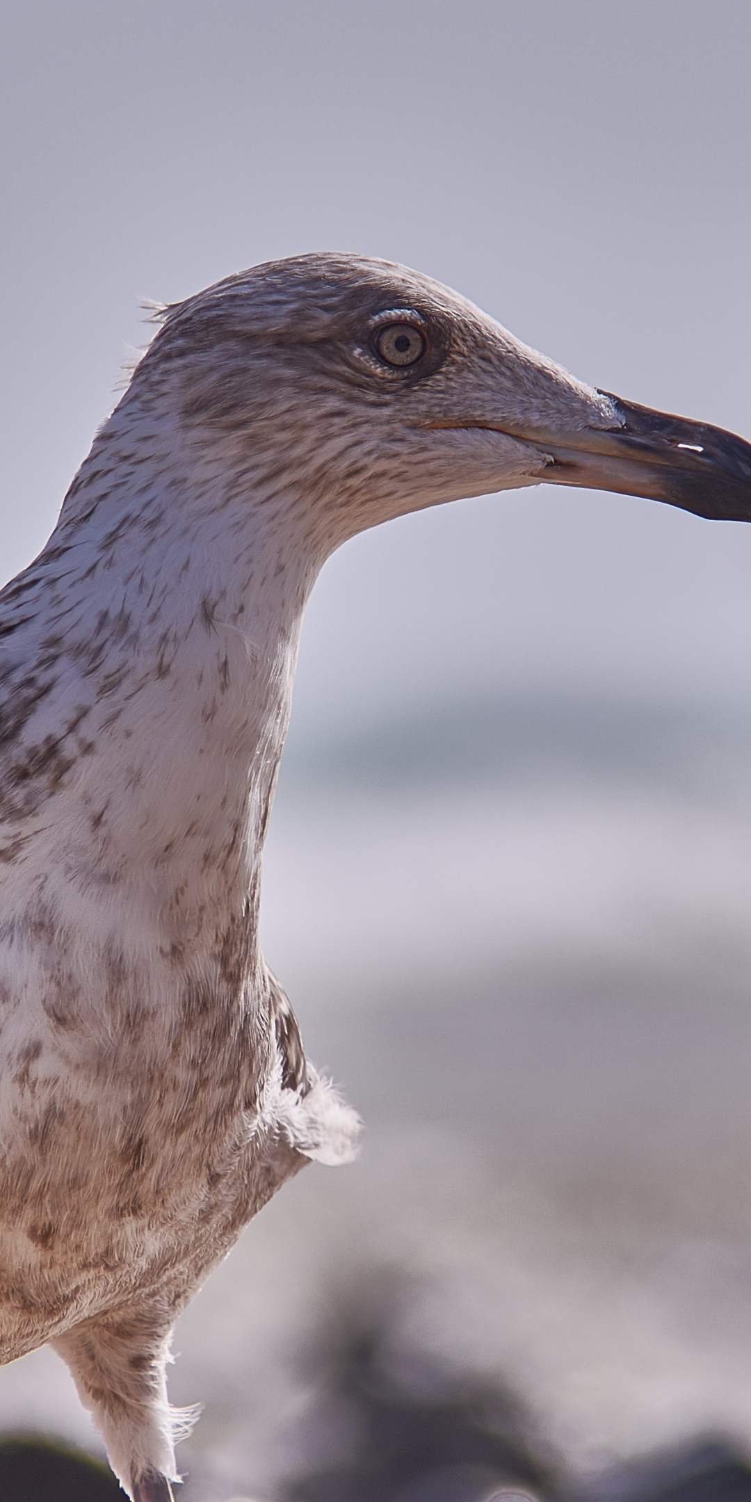 Seagull, bird, close up, seabird, 1080x2160 wallpaper
