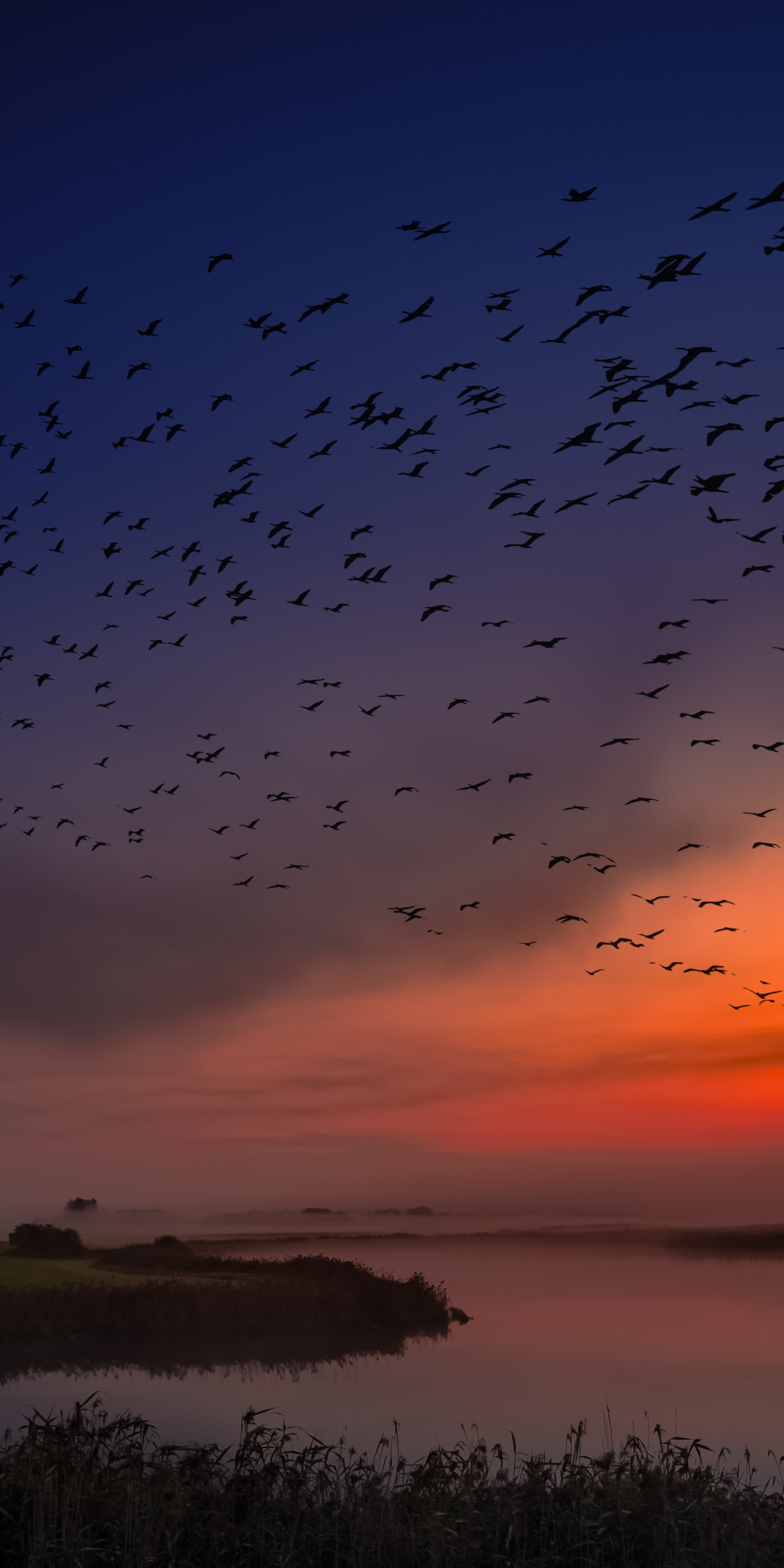 Sunset, birds, sky, coast, skyline, 1080x2160 wallpaper